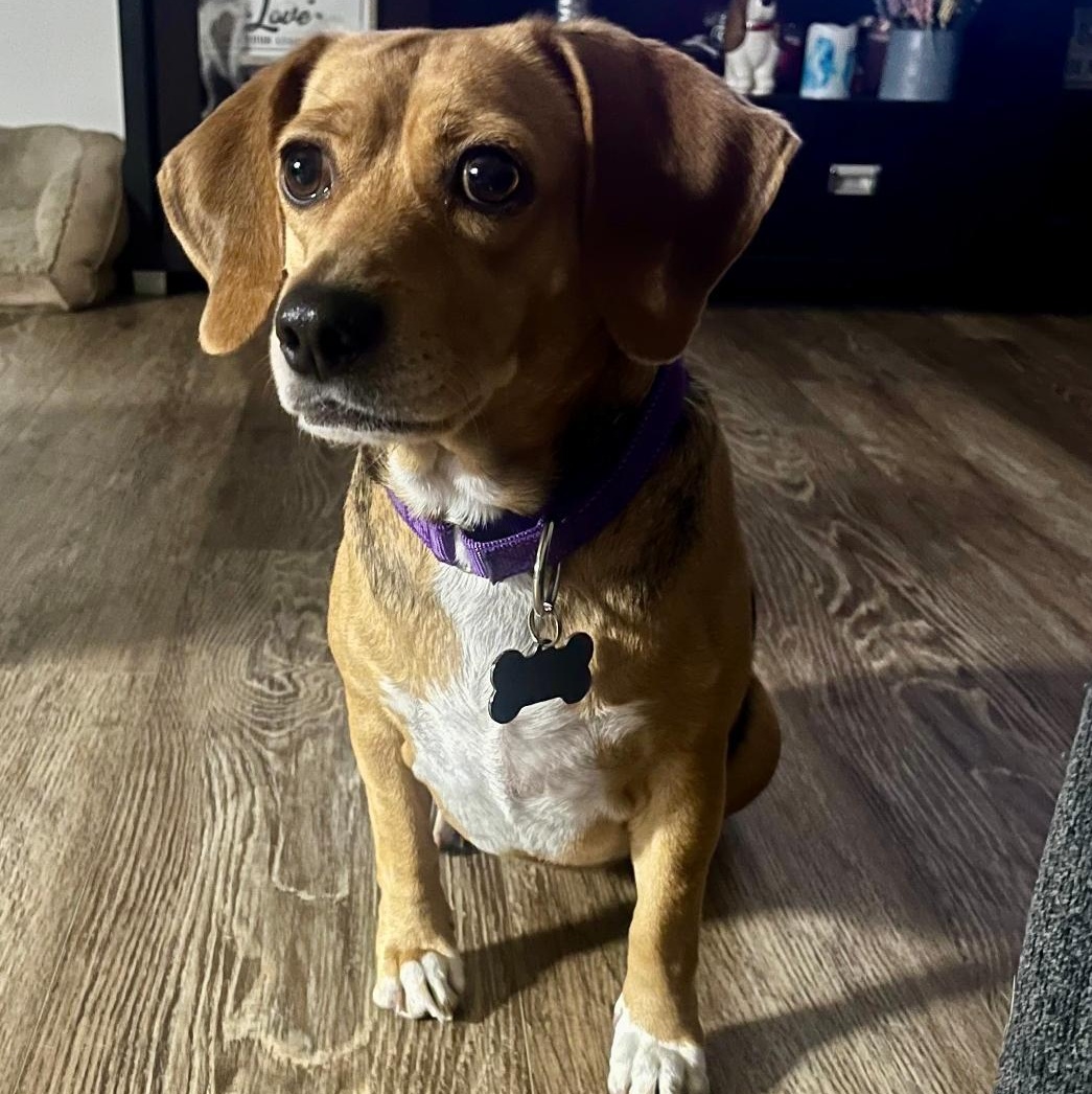 Lulu, an adoptable Beagle in Tomball, TX image 4/4