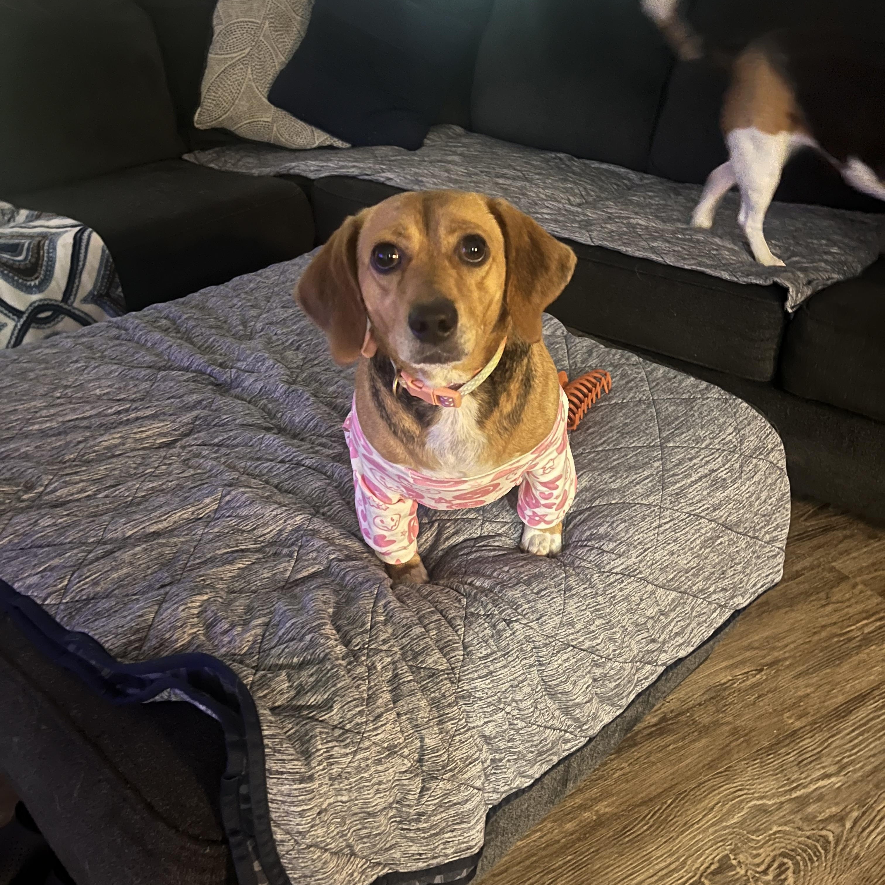 Lulu, an adoptable Beagle in Tomball, TX image 2/4