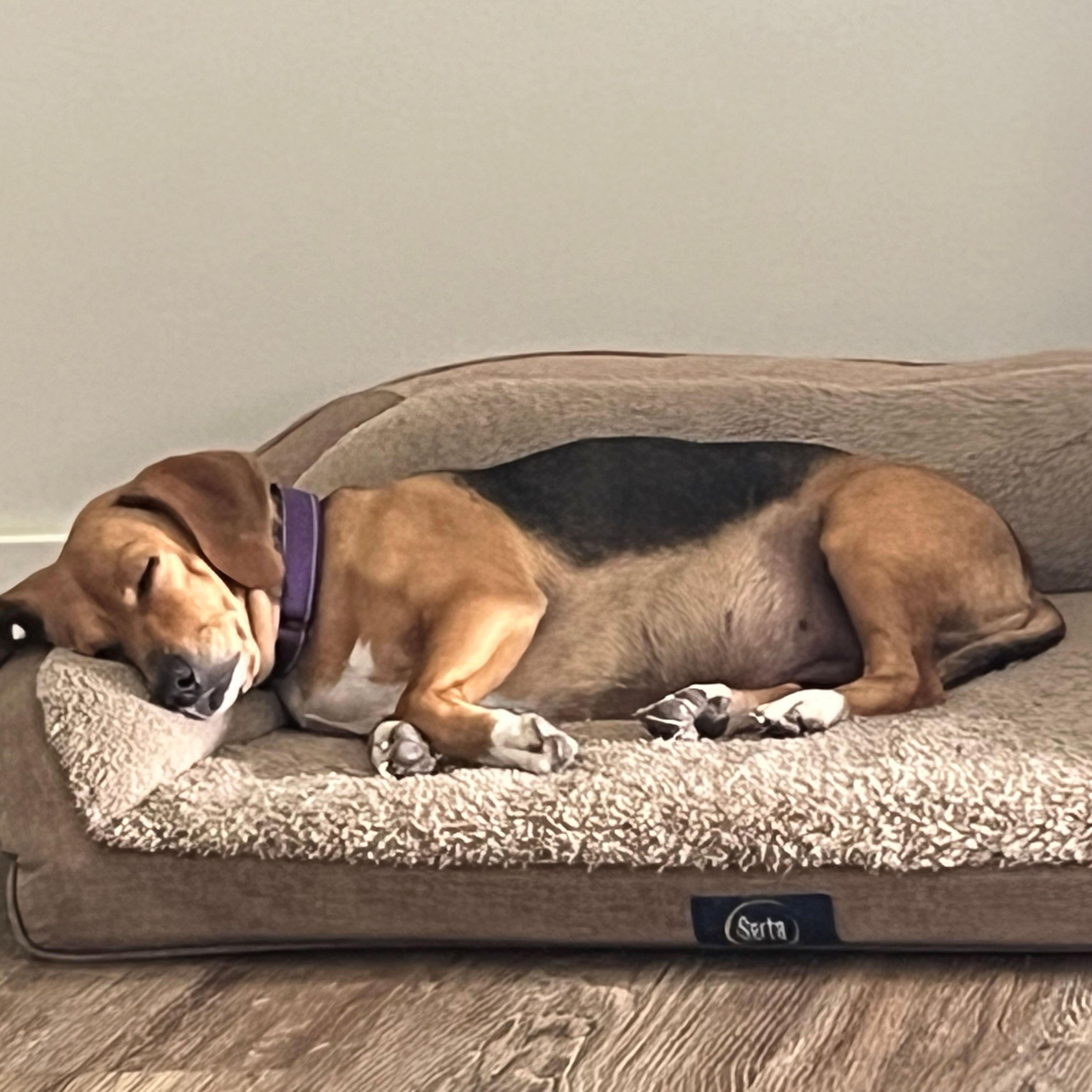 Lulu, an adoptable Beagle in Tomball, TX image 3/4