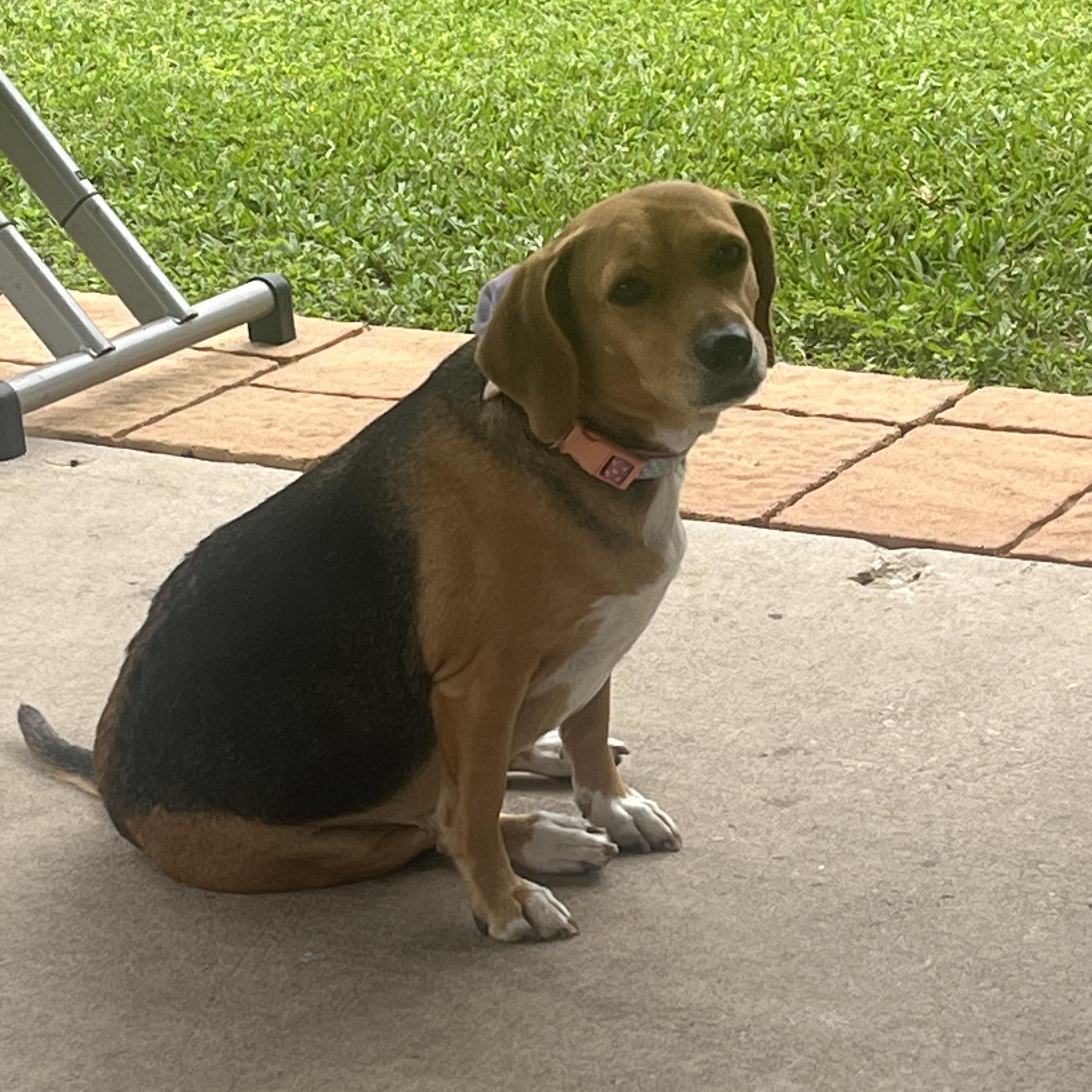 Lulu, an adoptable Beagle in Tomball, TX image 1/4