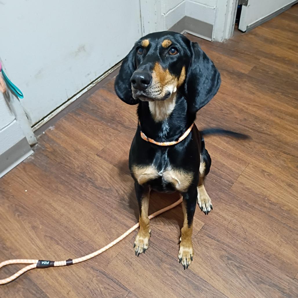 SAS-A-87013, Adoptable, Young Female Mixed Breed.