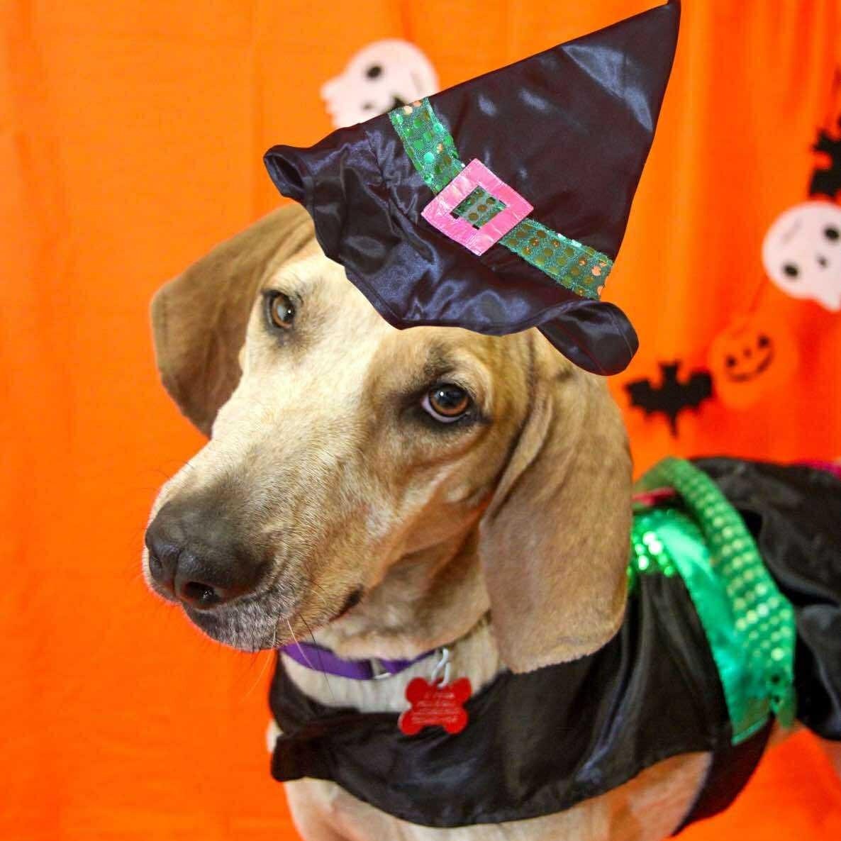 Raven, a Adoptable Coonhound in Valparaiso, IN image 3/3