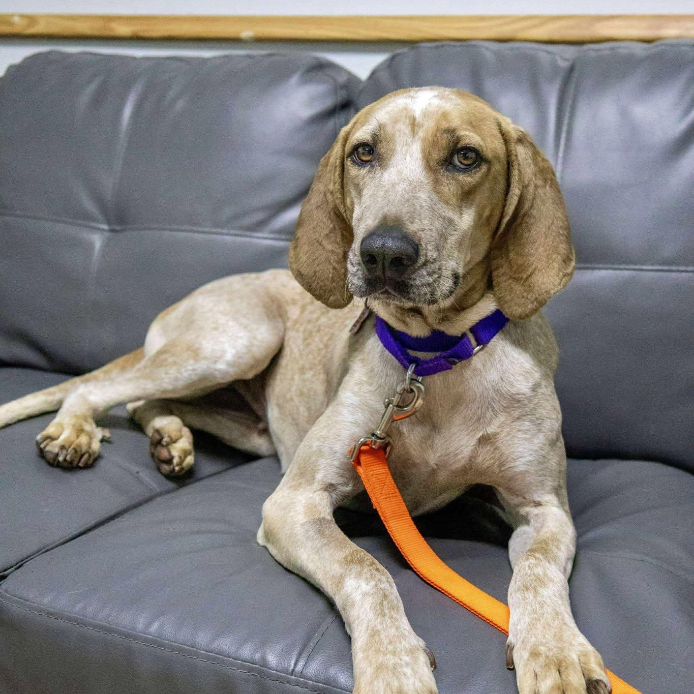 Raven, a Adoptable Coonhound in Valparaiso, IN image 2/3