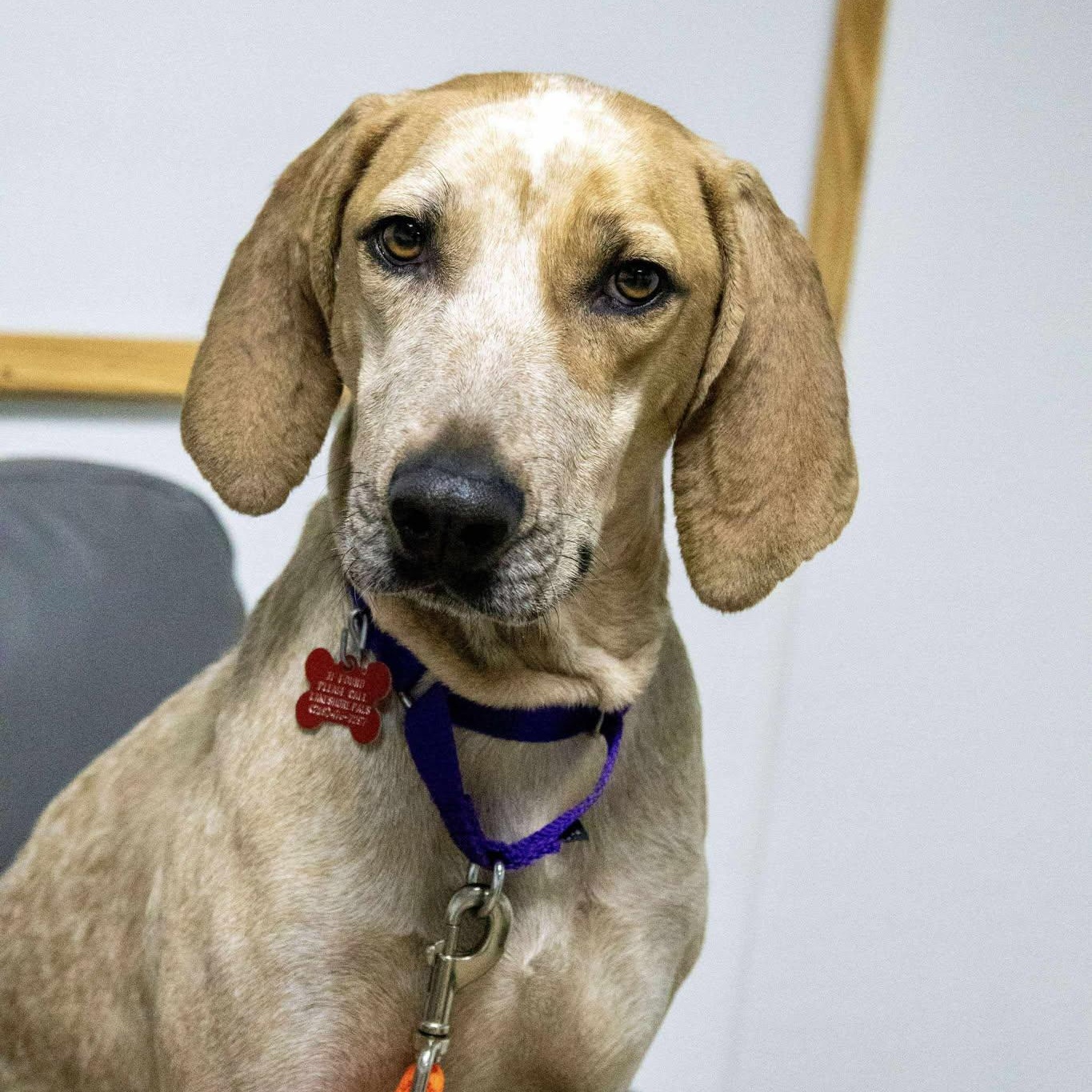 Raven, a Adoptable Coonhound in Valparaiso, IN image 1/3