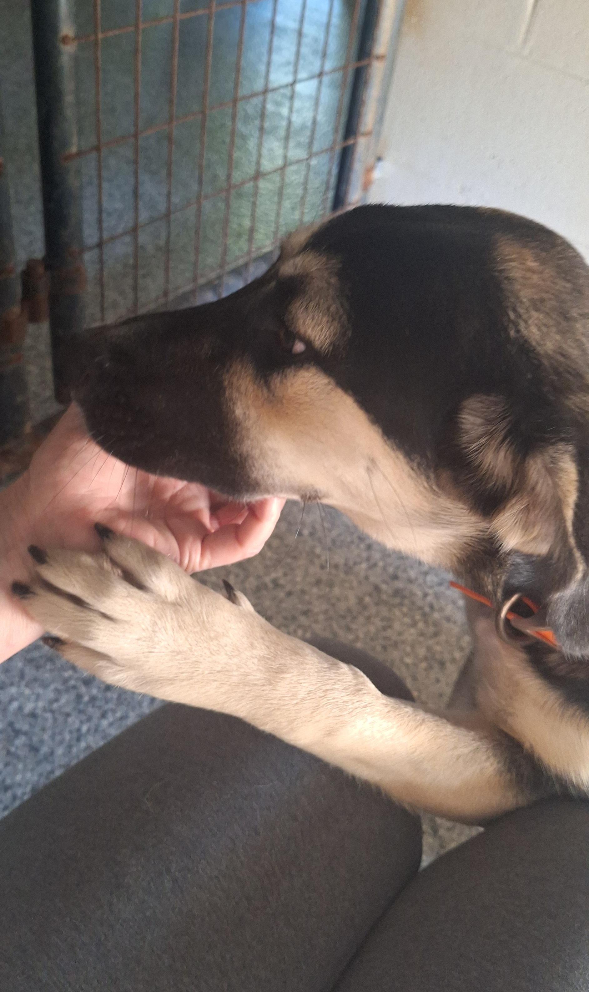 Enlarge Coretta (Cora), a Adopted mixed breed in Stanton, KY image 2/6