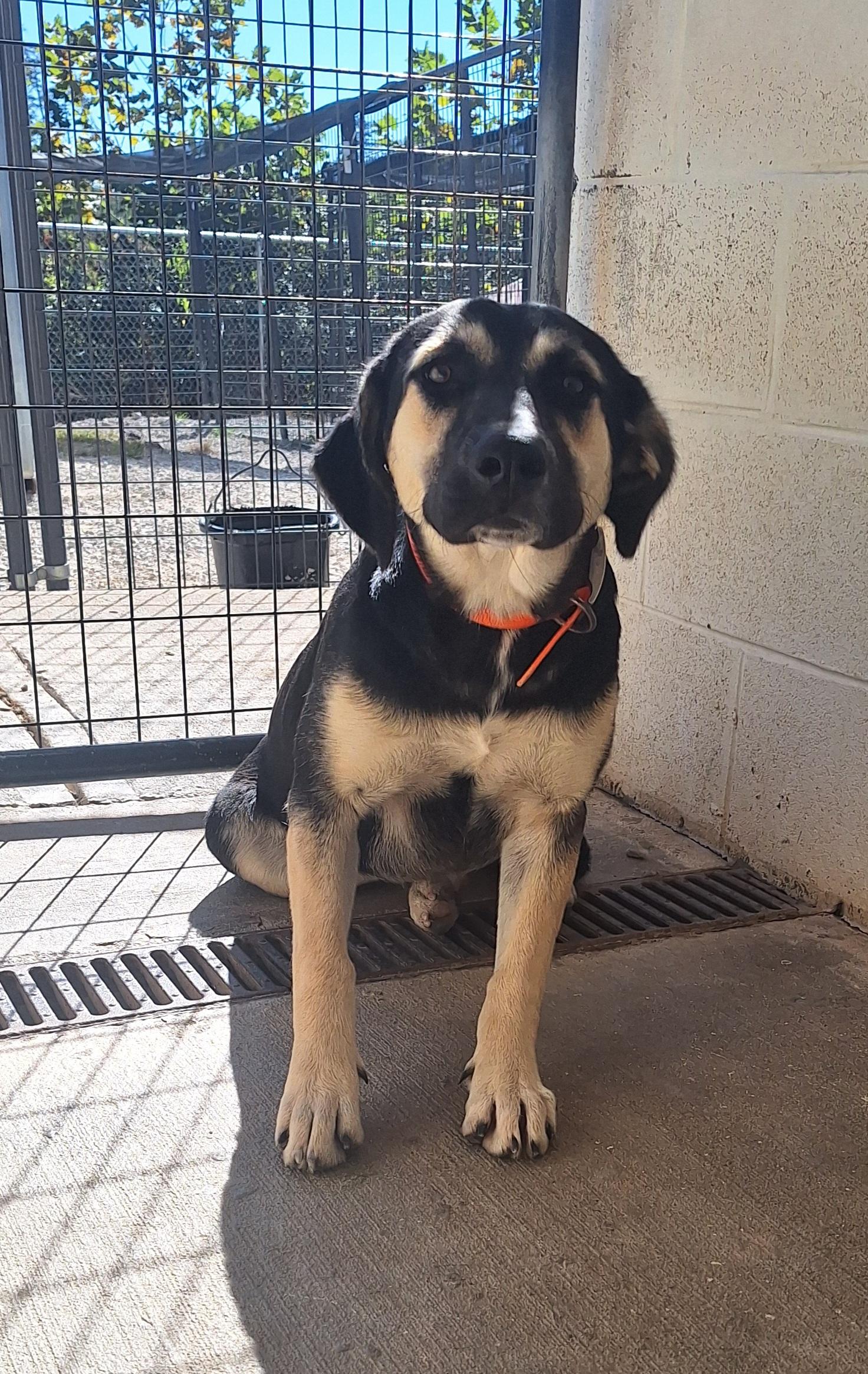 Enlarge Coretta (Cora), a Adopted mixed breed in Stanton, KY image 1/6