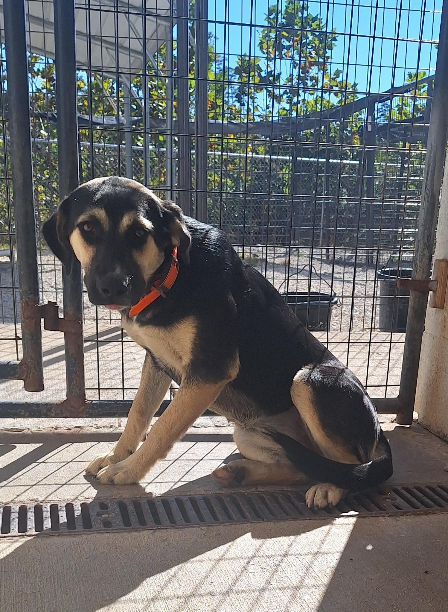 Enlarge Coretta (Cora), a Adopted mixed breed in Stanton, KY image 4/6