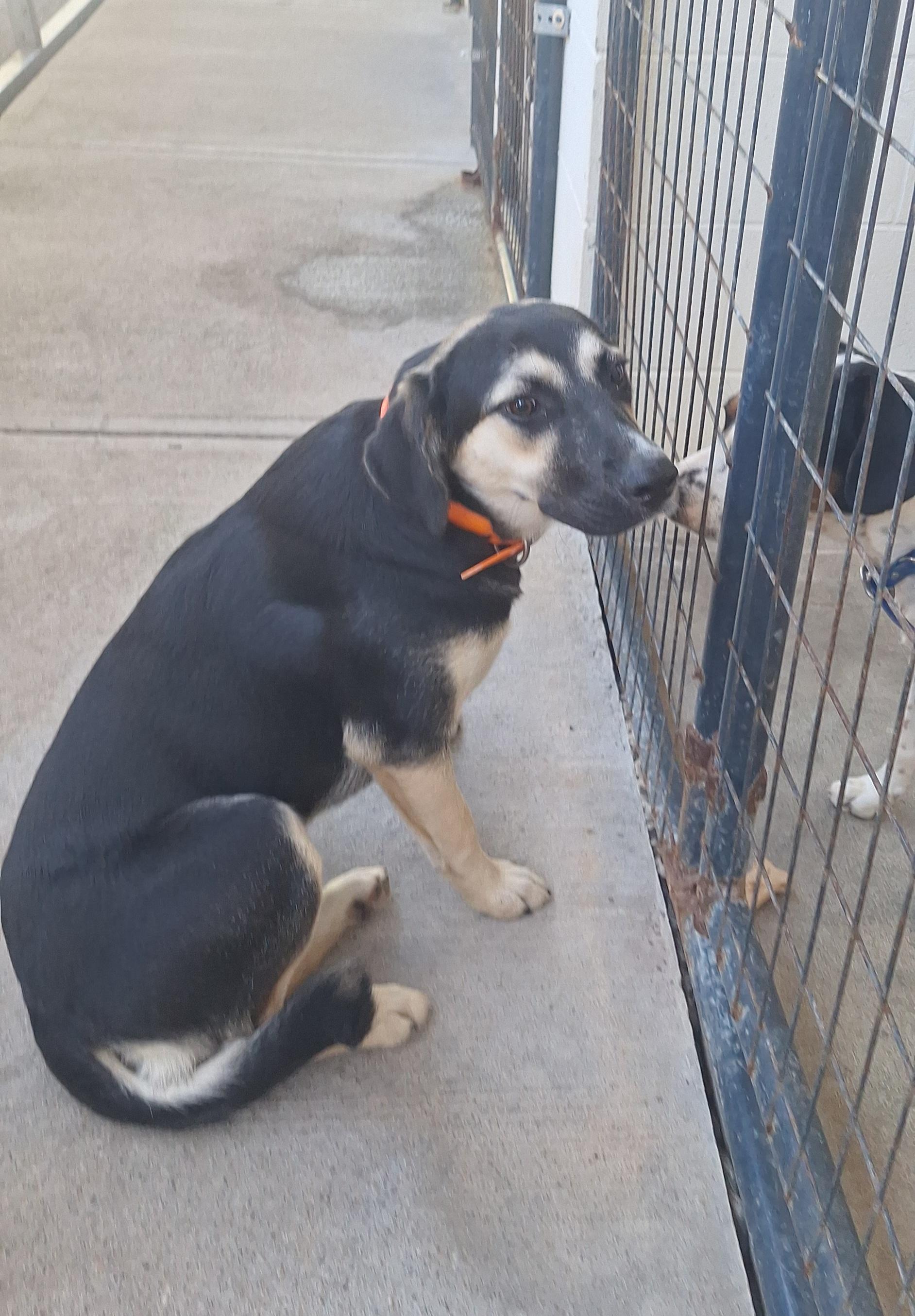 Enlarge Coretta (Cora), a Adopted mixed breed in Stanton, KY image 5/6