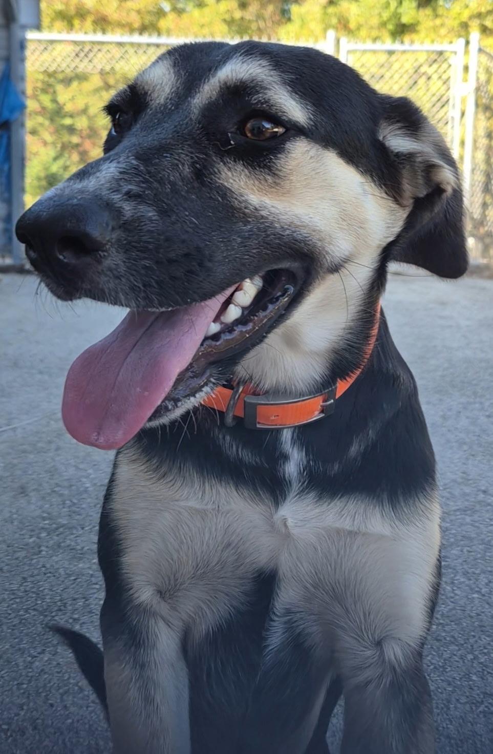 Enlarge Coretta (Cora), a Adopted mixed breed in Stanton, KY image 6/6