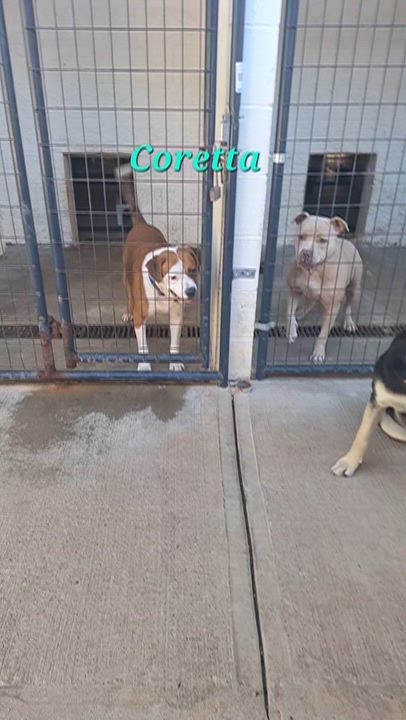 Enlarge Coretta (Cora), a Adopted mixed breed in Stanton, KY video 3/6