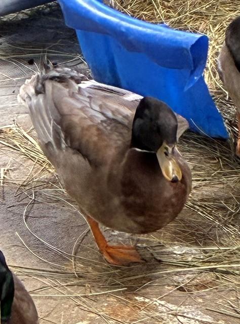 Enlarge PRINGLES, a Adoptable Duck in Union, MO image 1/1