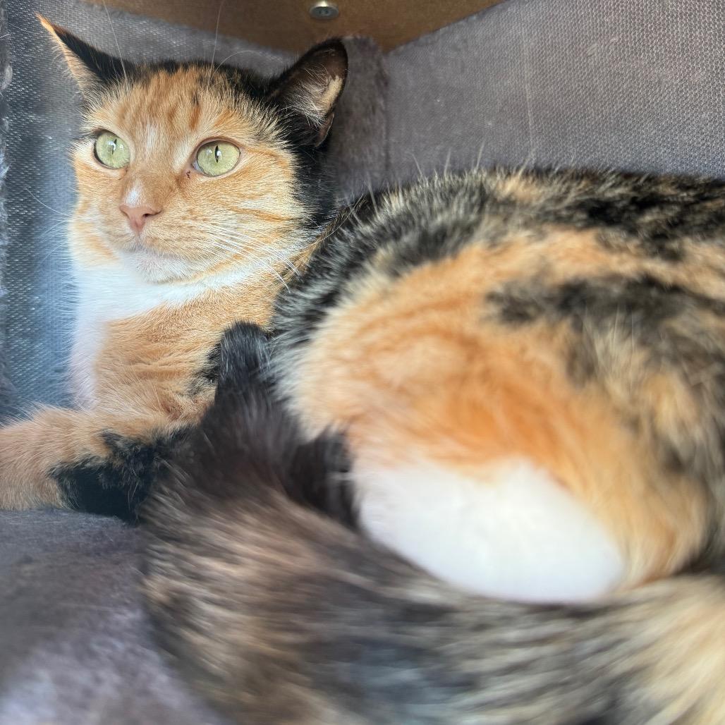 Enlarge Tulip, a Adoptable Domestic Short Hair in Wilmington, DE image 1/6