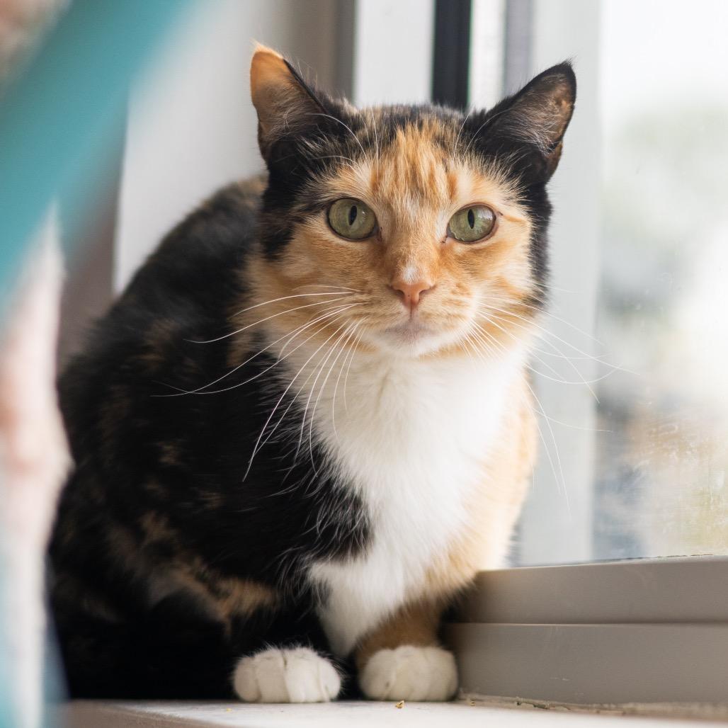 Enlarge Tulip, a Adoptable Domestic Short Hair in Wilmington, DE image 2/6