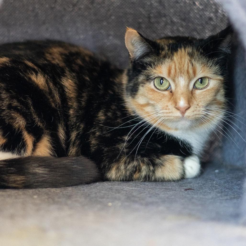 Enlarge Tulip, a Adoptable Domestic Short Hair in Wilmington, DE image 2/6