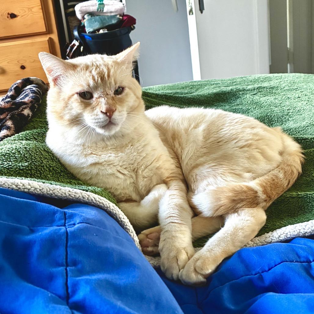 Simba, Adoptable, Adult Male Domestic Short Hair.