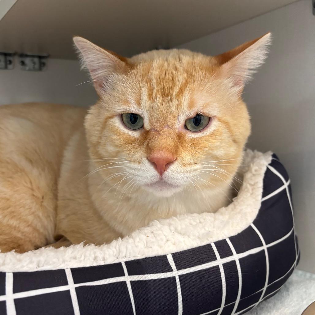 Enlarge Simba, a Adoptable Domestic Short Hair in Redwood City, CA image 2/4