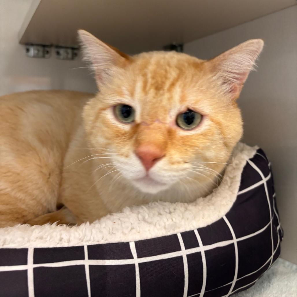 Enlarge Simba, a Adoptable Domestic Short Hair in Redwood City, CA image 4/4