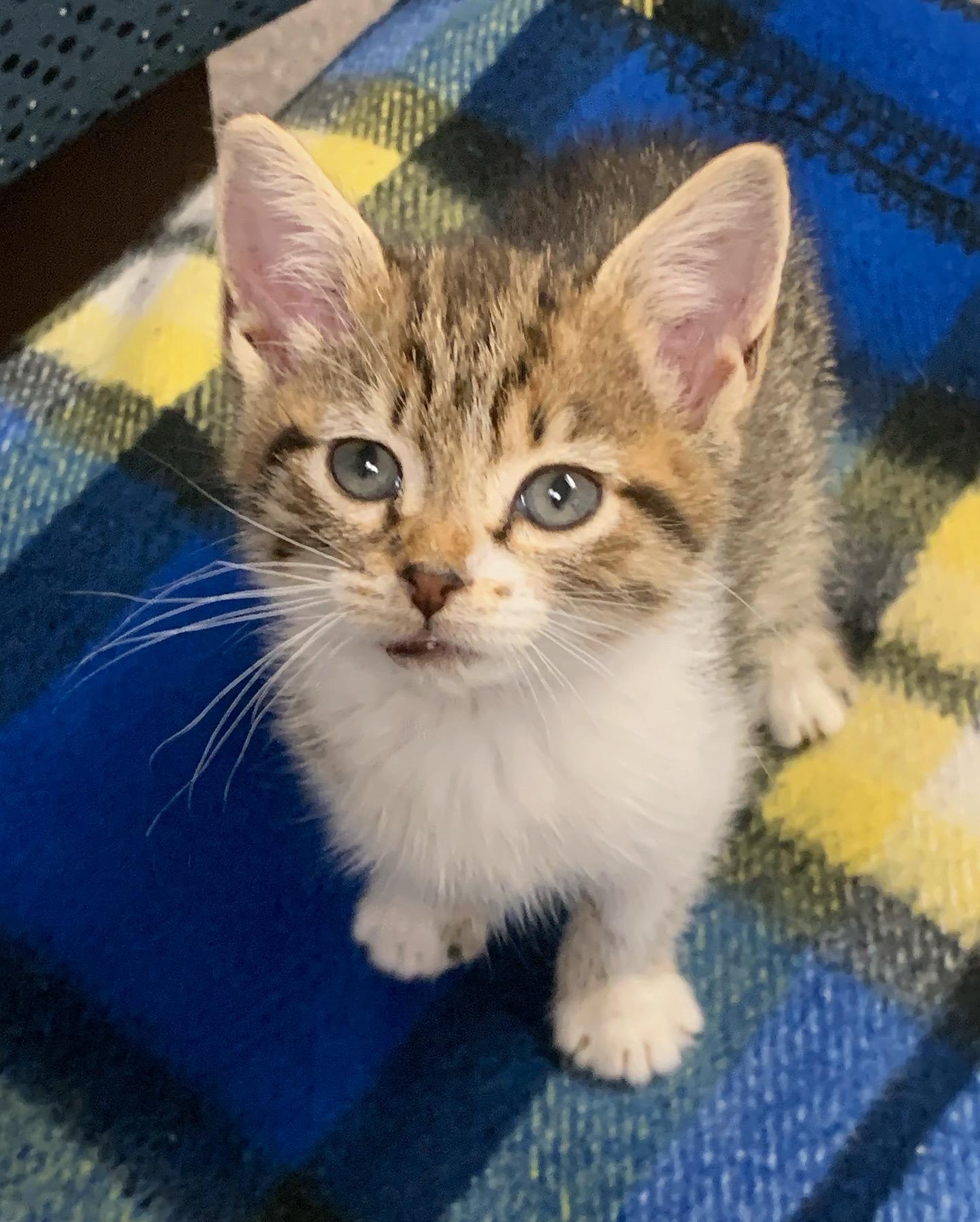 Harvey, Adoptable, Young Male Domestic Short Hair.