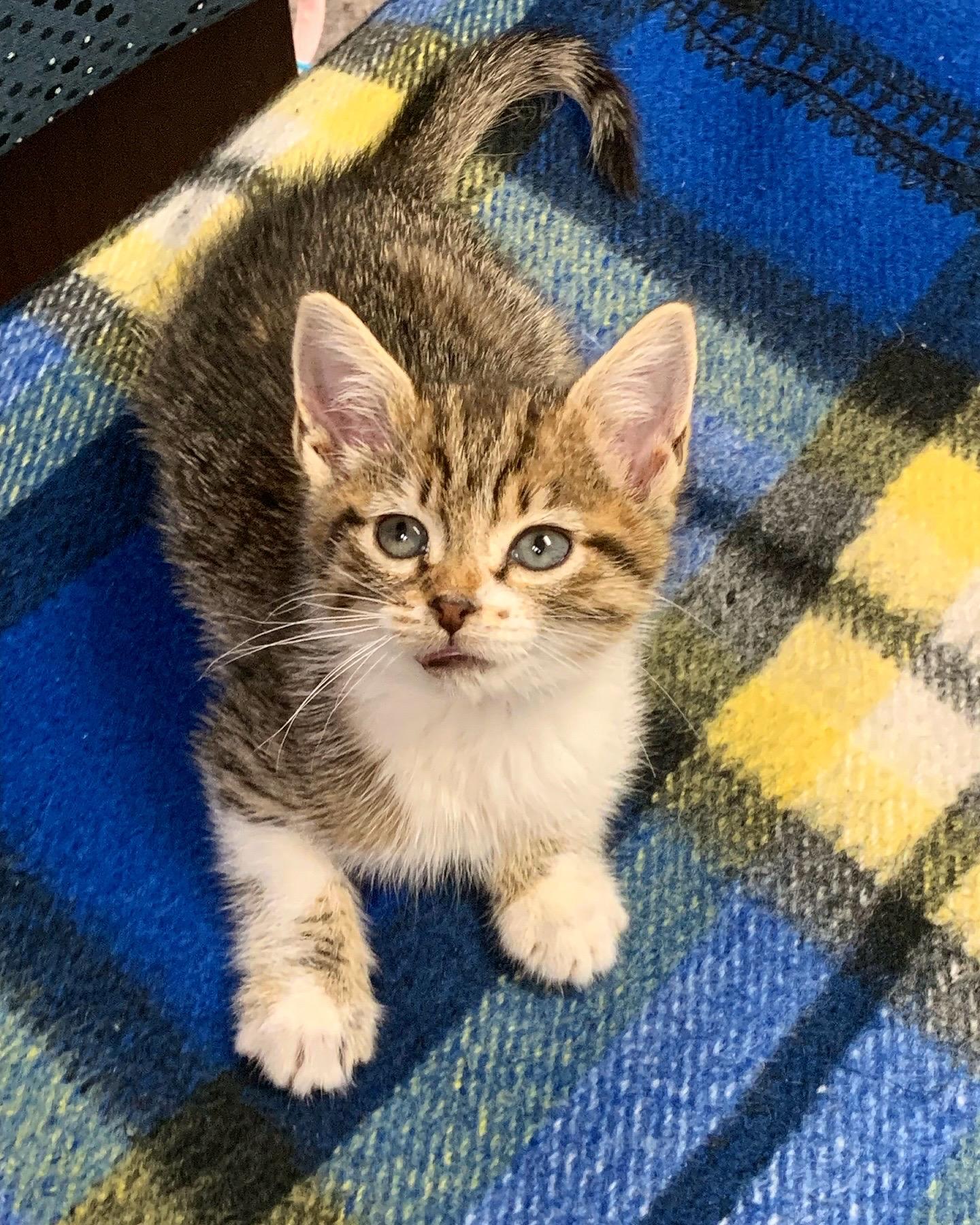 Enlarge Harvey, a Adoptable Domestic Short Hair in Greensboro, NC image 2/2