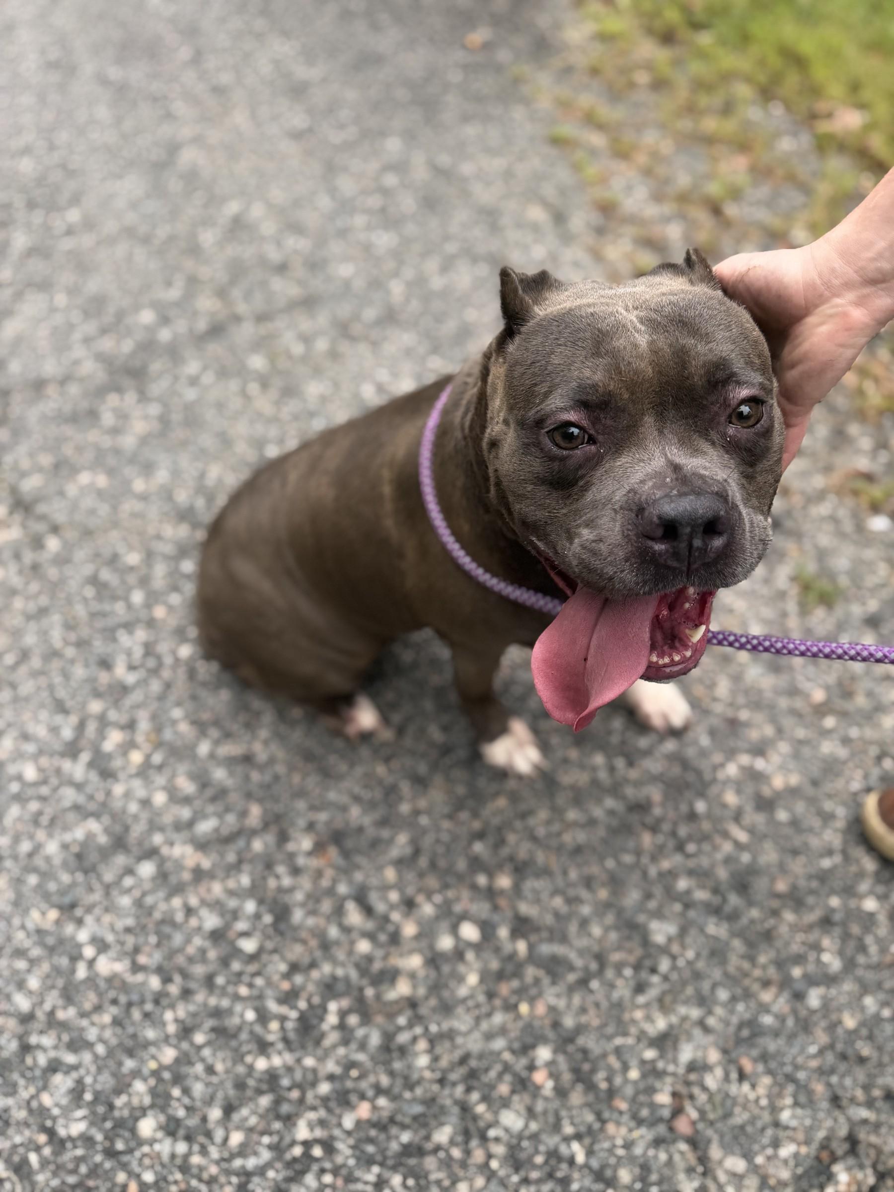 Enlarge Rayna, a Adoptable American Bully in Petersburg, VA image 5/6