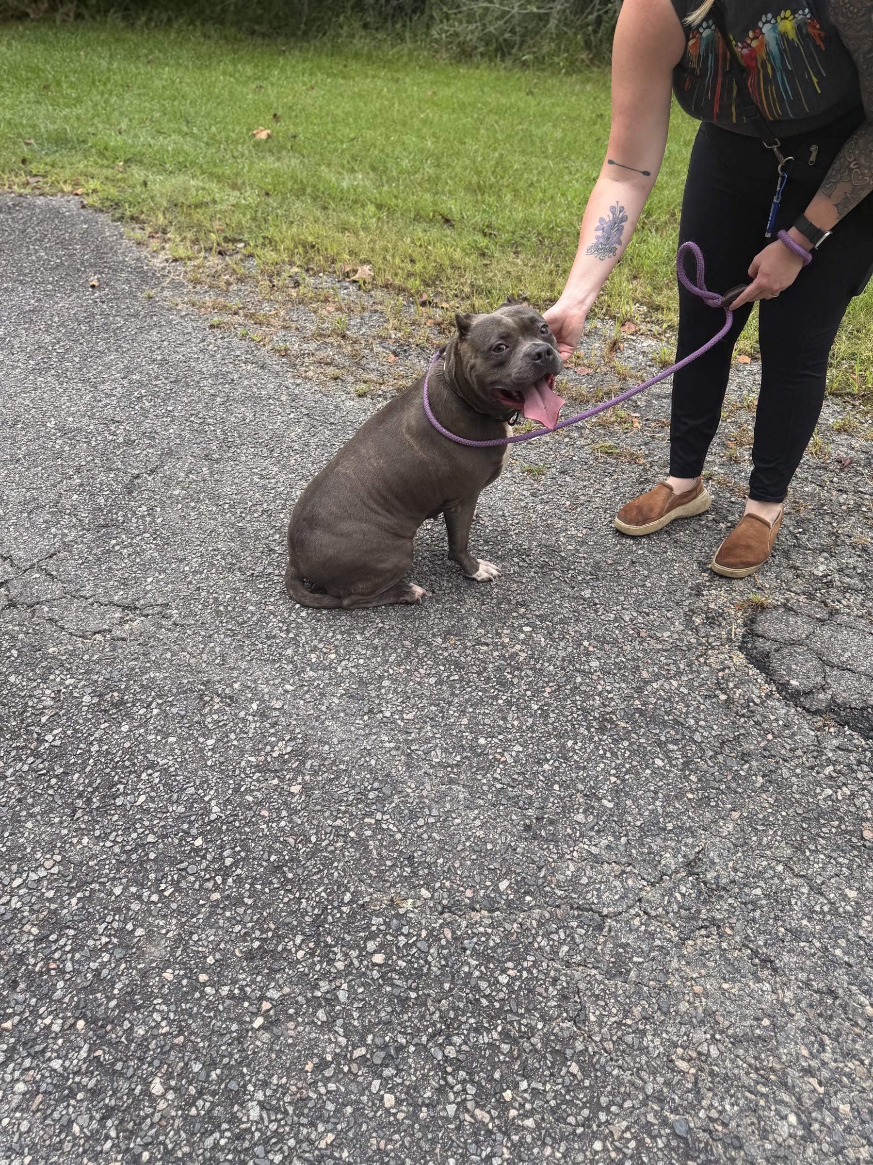 Enlarge Rayna, a Adoptable American Bully in Petersburg, VA image 6/6