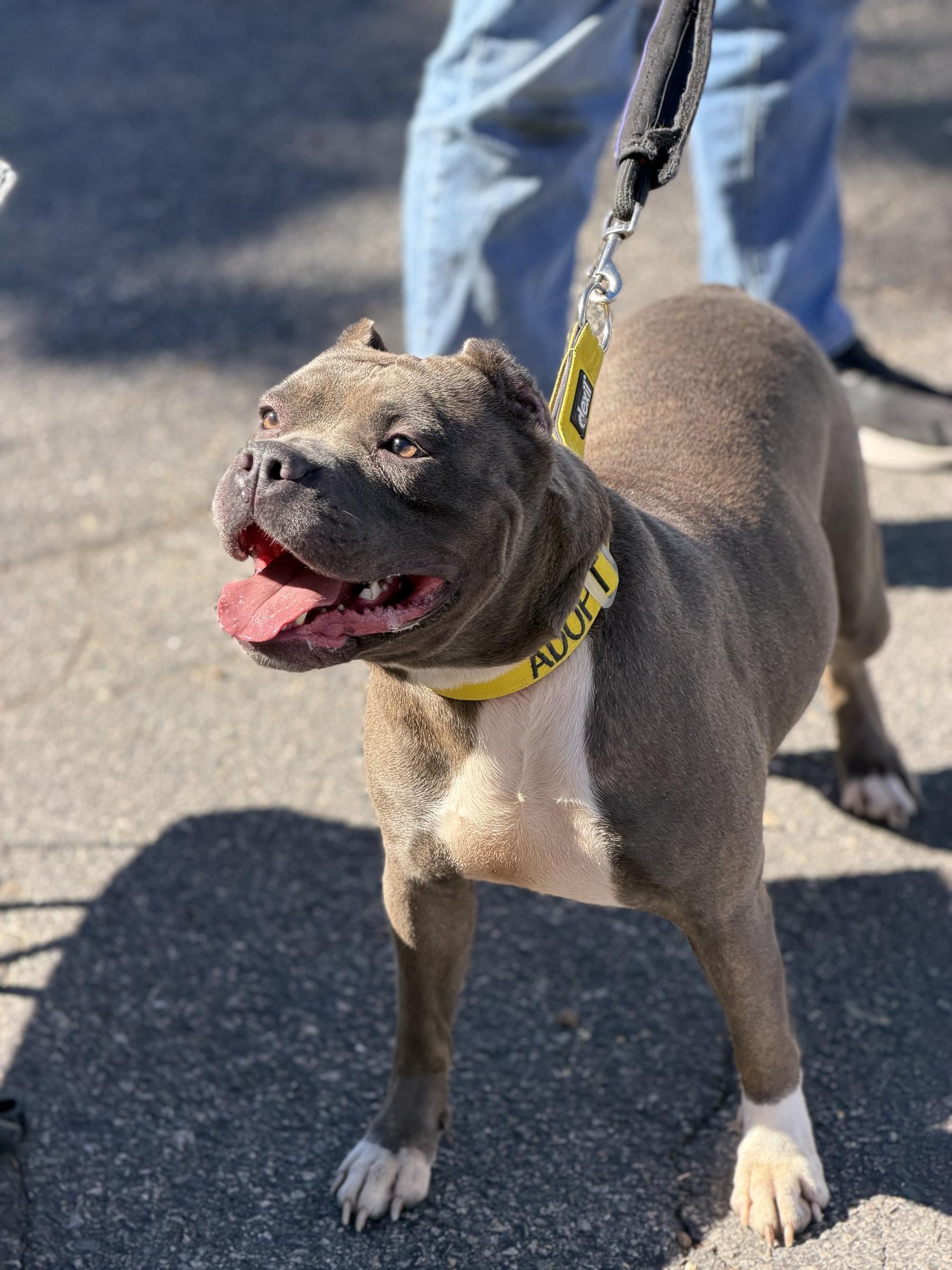Rayna, Adoptable, Adult Female American Bully.