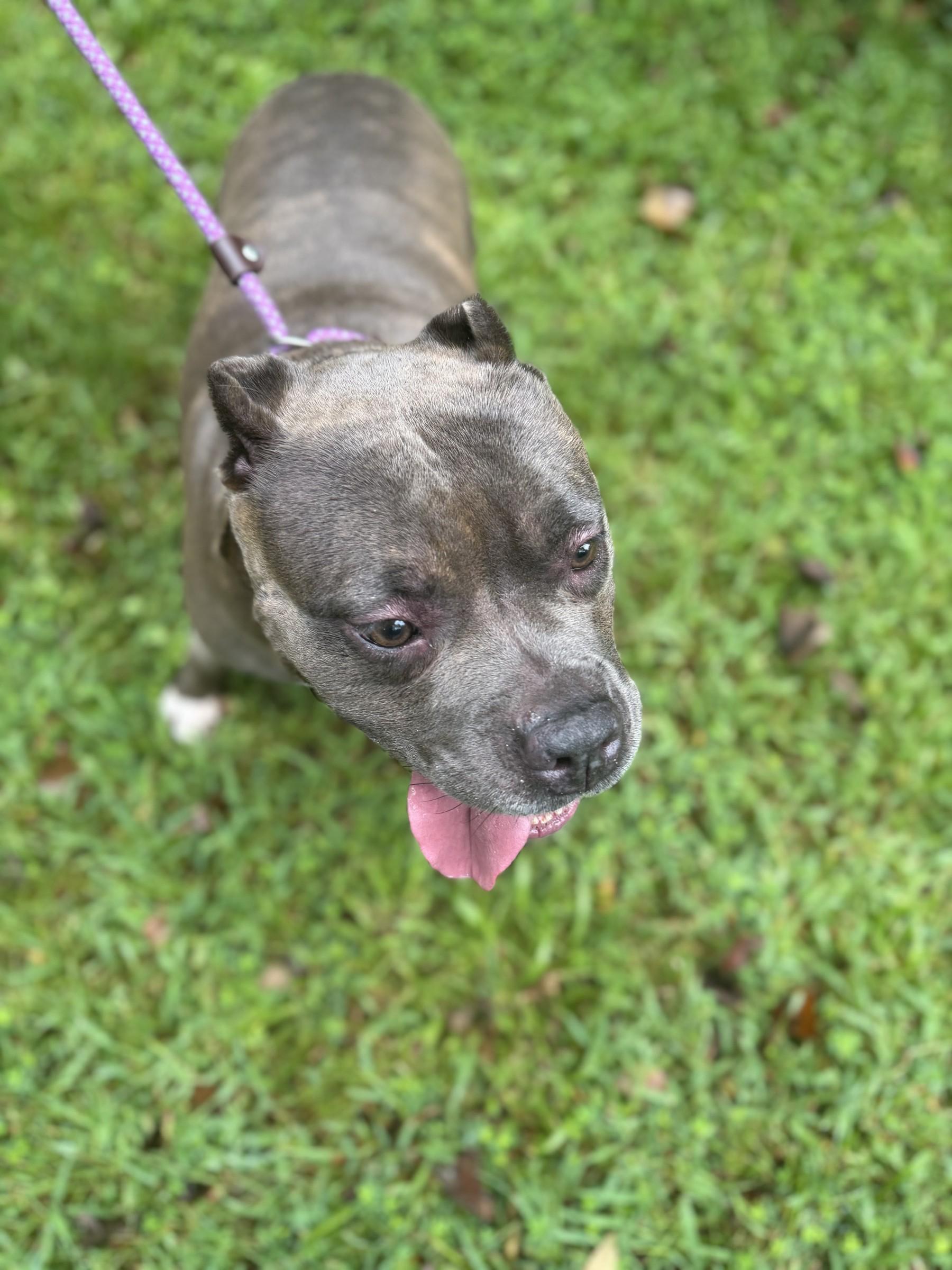 Enlarge Rayna, a Adoptable American Bully in Petersburg, VA image 3/6