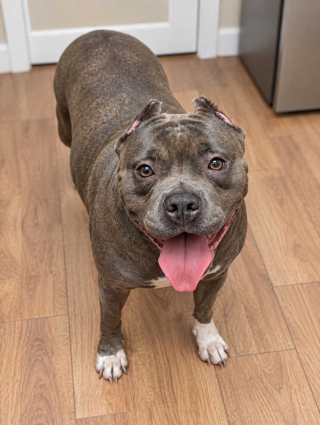 Enlarge Rayna, a Adoptable American Bully in Petersburg, VA image 2/6