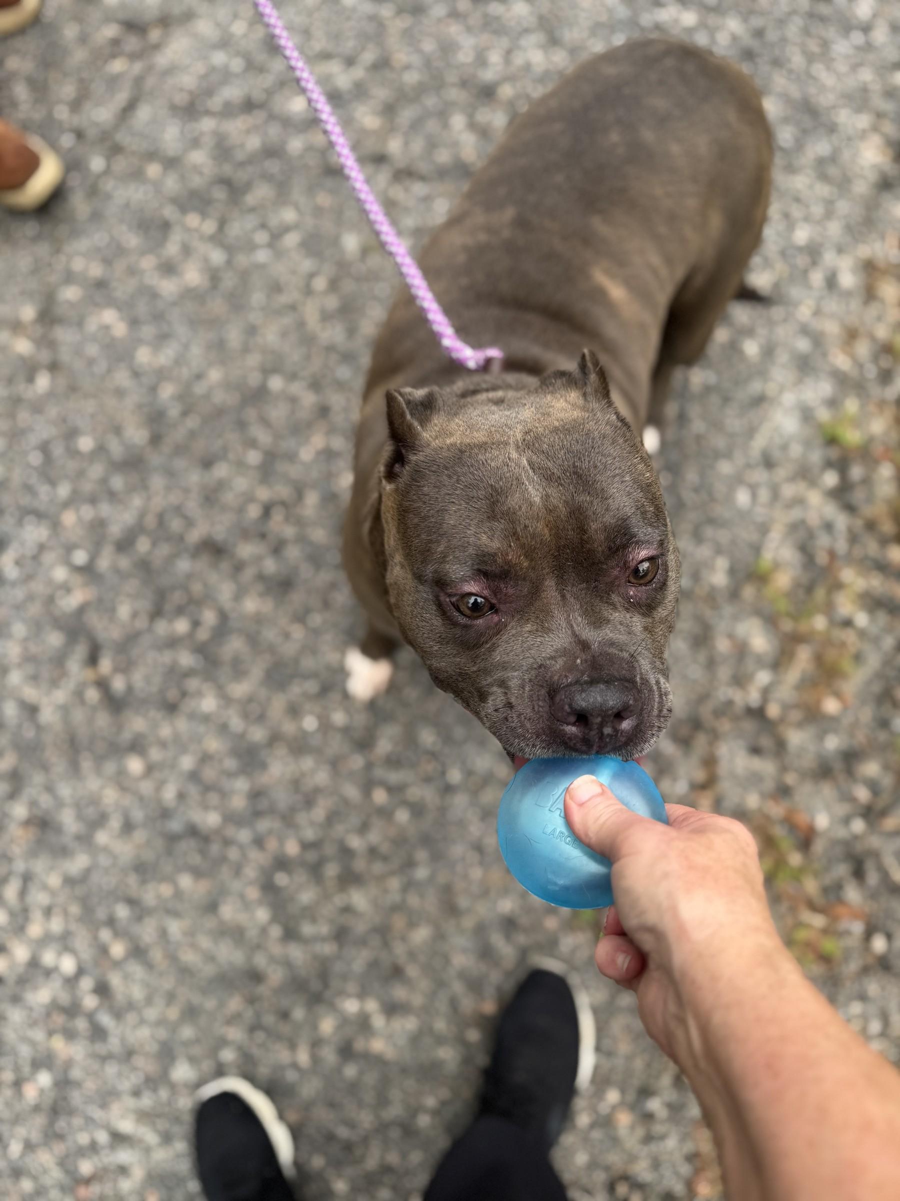 Enlarge Rayna, a Adoptable American Bully in Petersburg, VA image 4/6