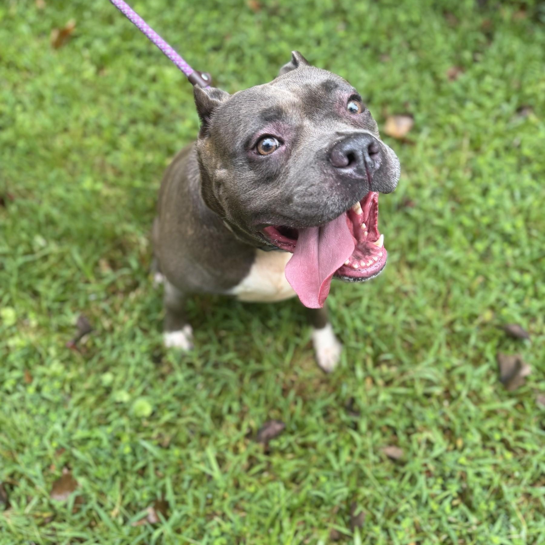 Rayna, Adoptable, Adult Female American Bully.
