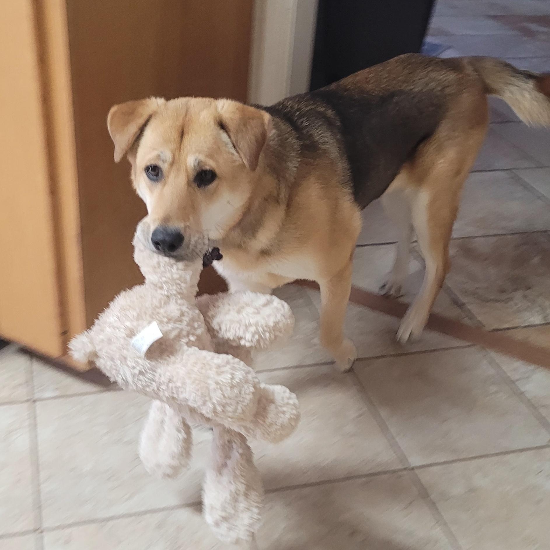 Squirrel, a ADOPTABLE mixed breed in Chatham, NJ image 4/6