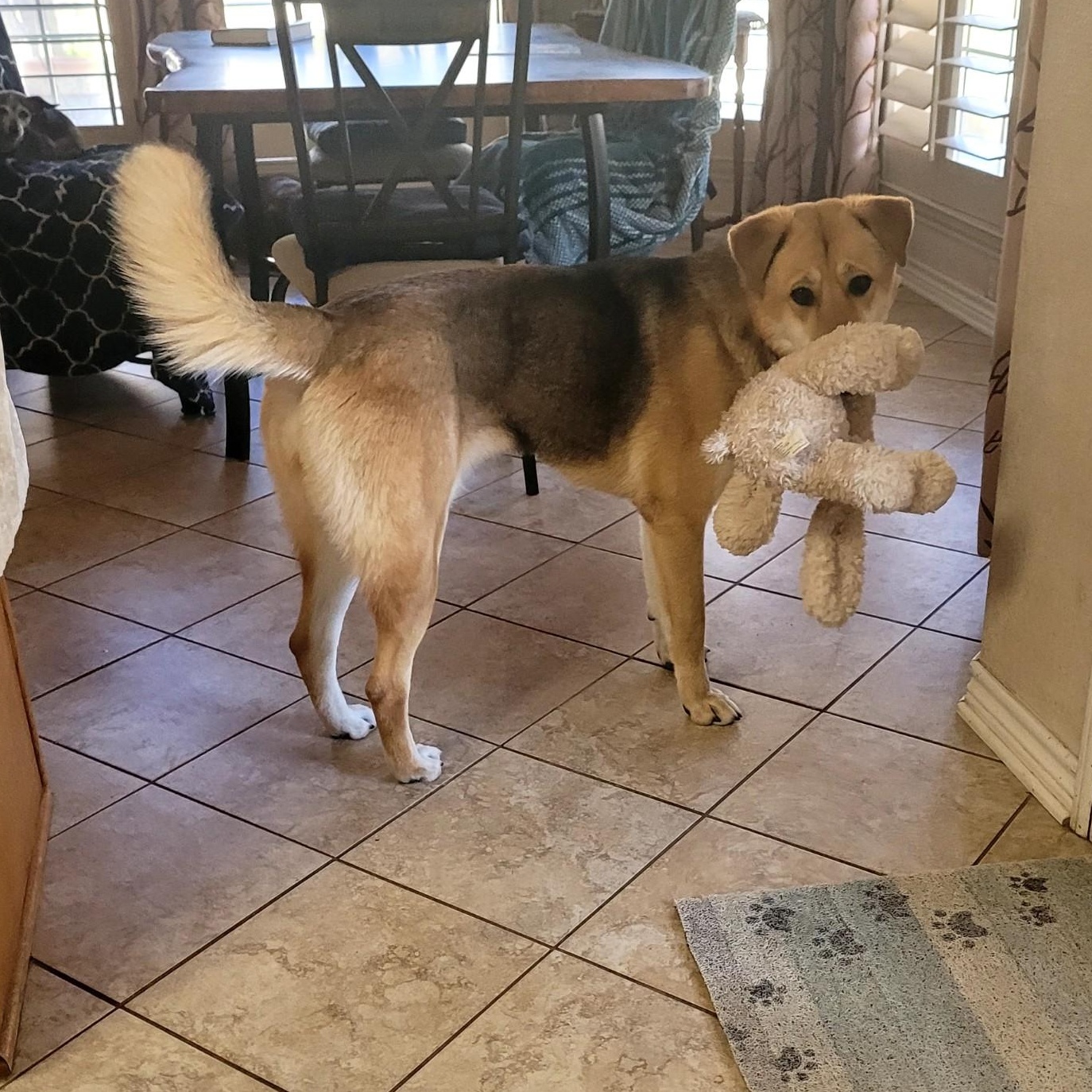 Squirrel, a ADOPTABLE mixed breed in Chatham, NJ image 3/6