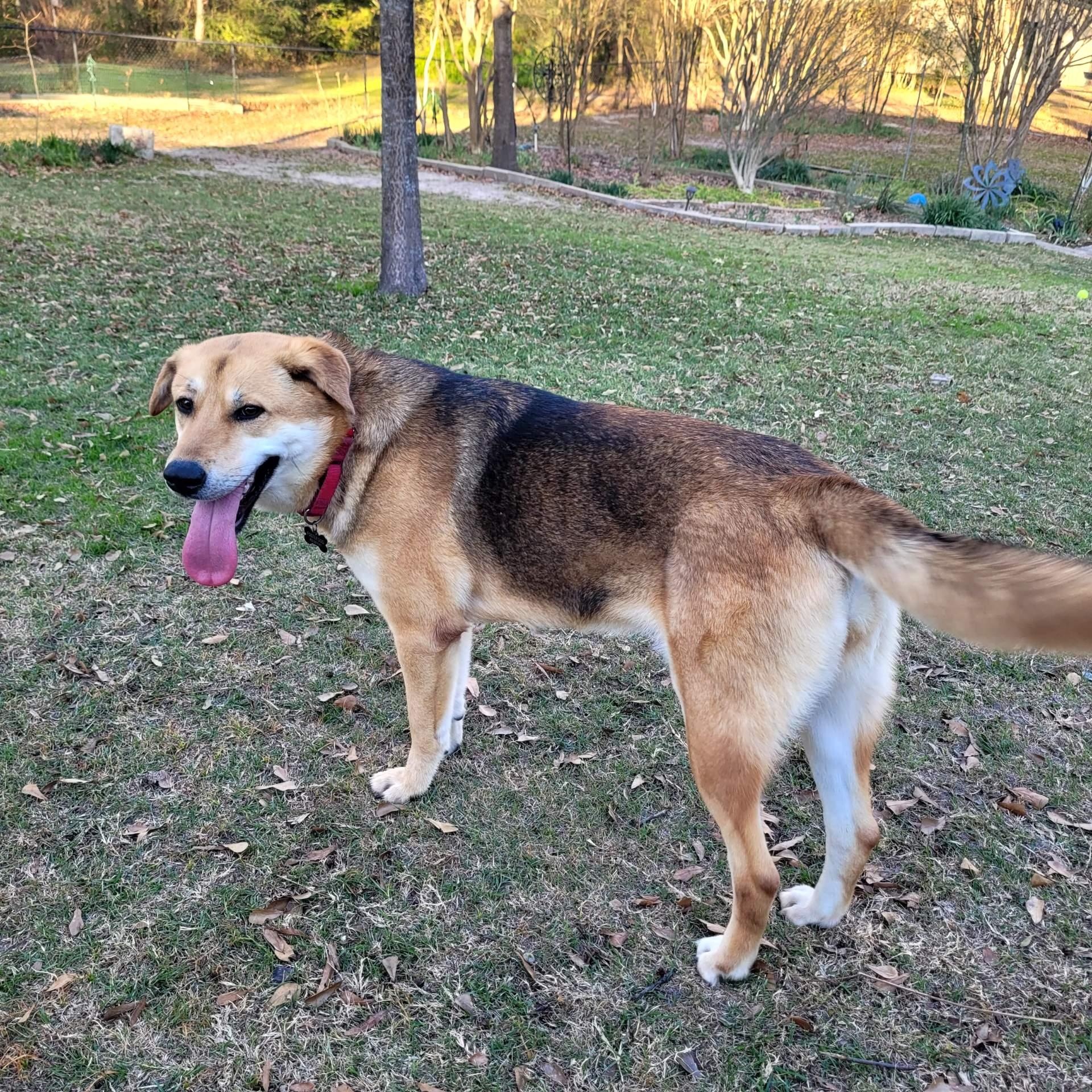 Squirrel, a ADOPTABLE mixed breed in Chatham, NJ image 1/6