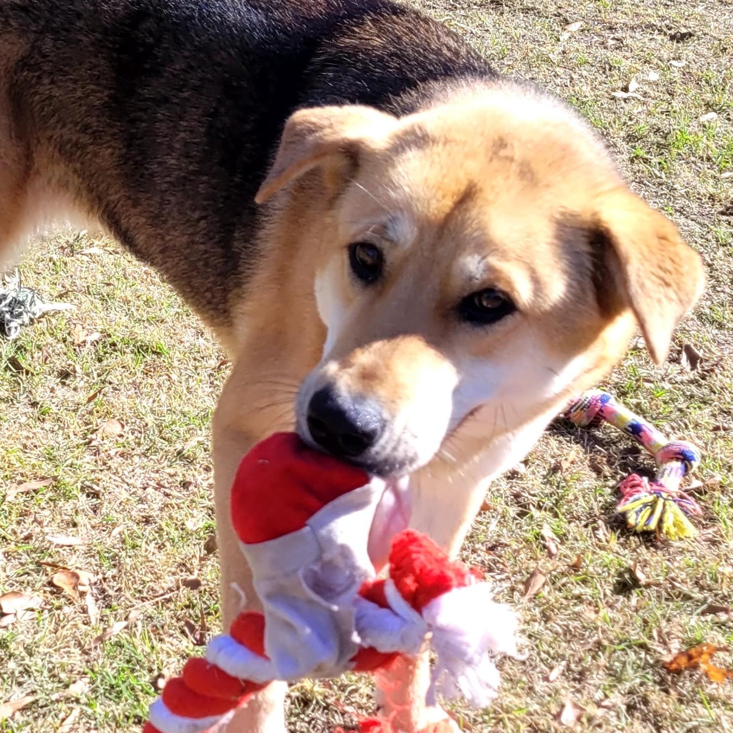 Squirrel, a ADOPTABLE mixed breed in Chatham, NJ image 6/6