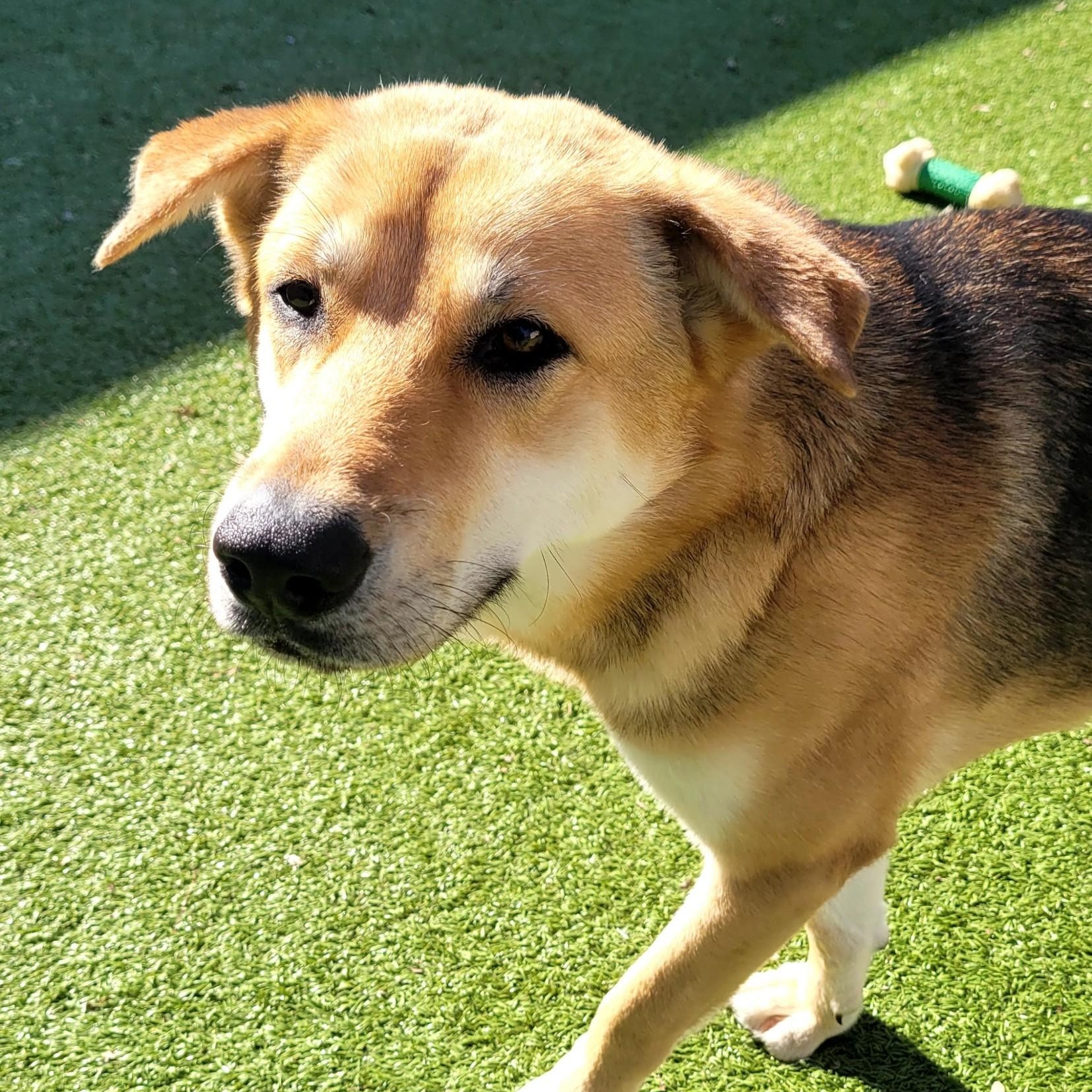 Squirrel, a ADOPTABLE mixed breed in Chatham, NJ image 2/6