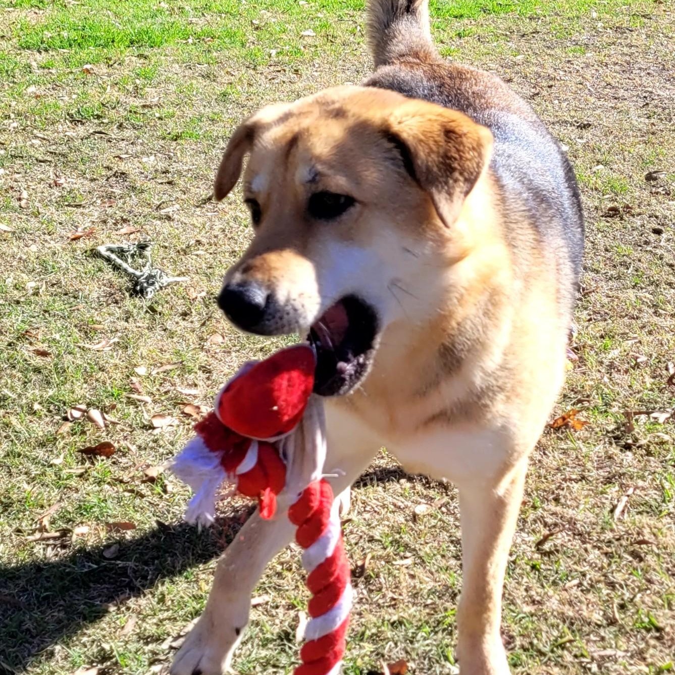 Squirrel, a ADOPTABLE mixed breed in Chatham, NJ image 5/6