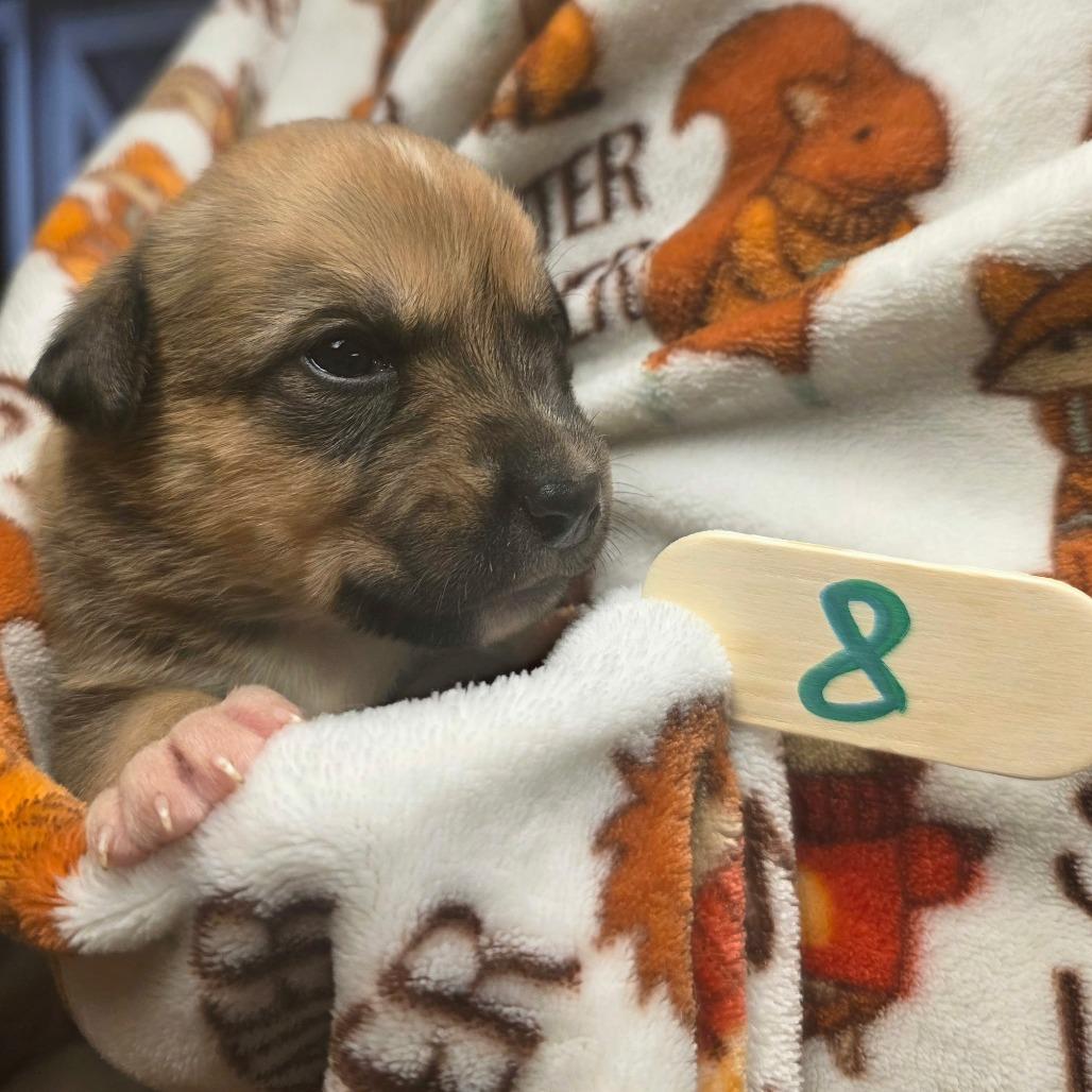 Cinnamon, Adoptable, Puppy Female Mixed Breed.