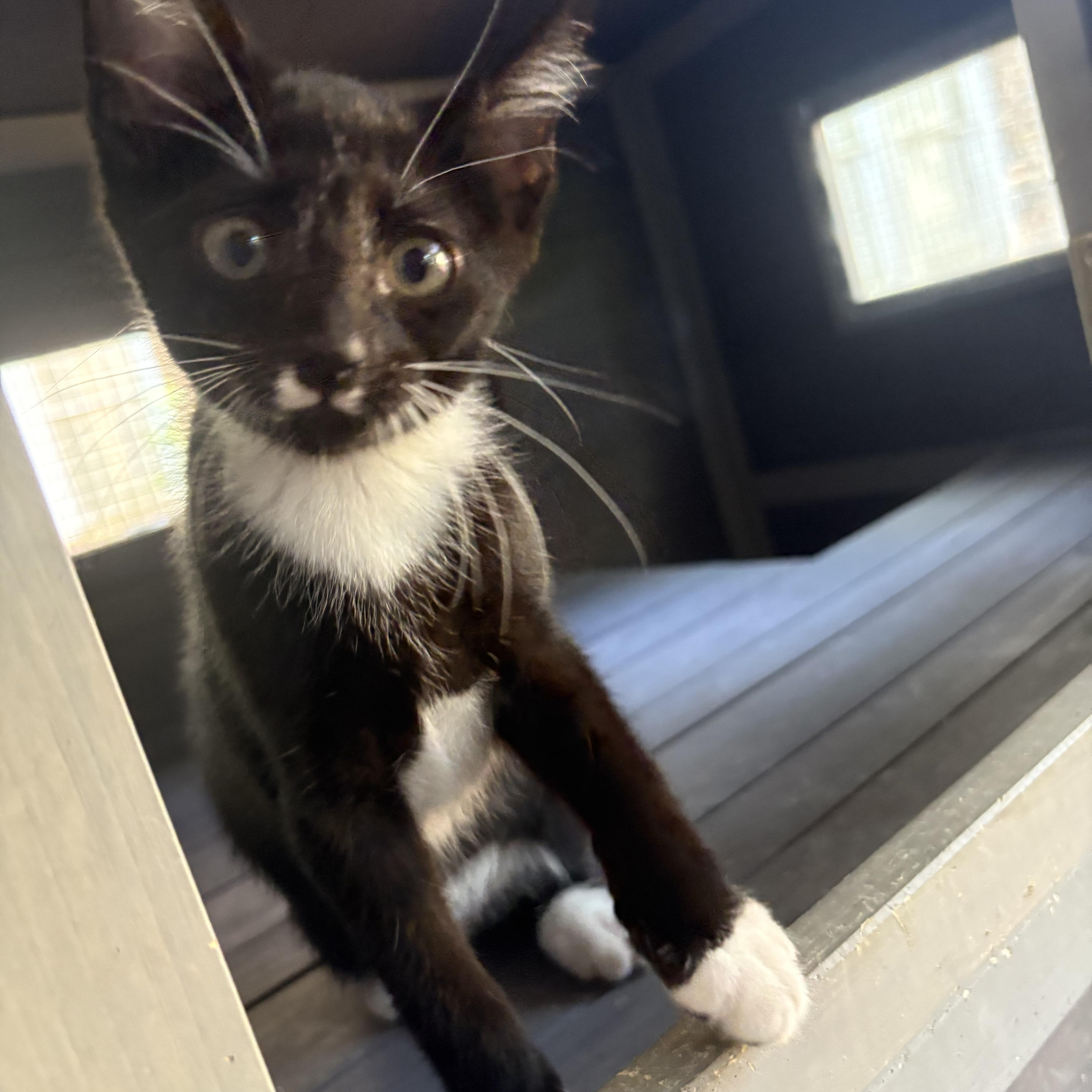 Pedro =^.^=