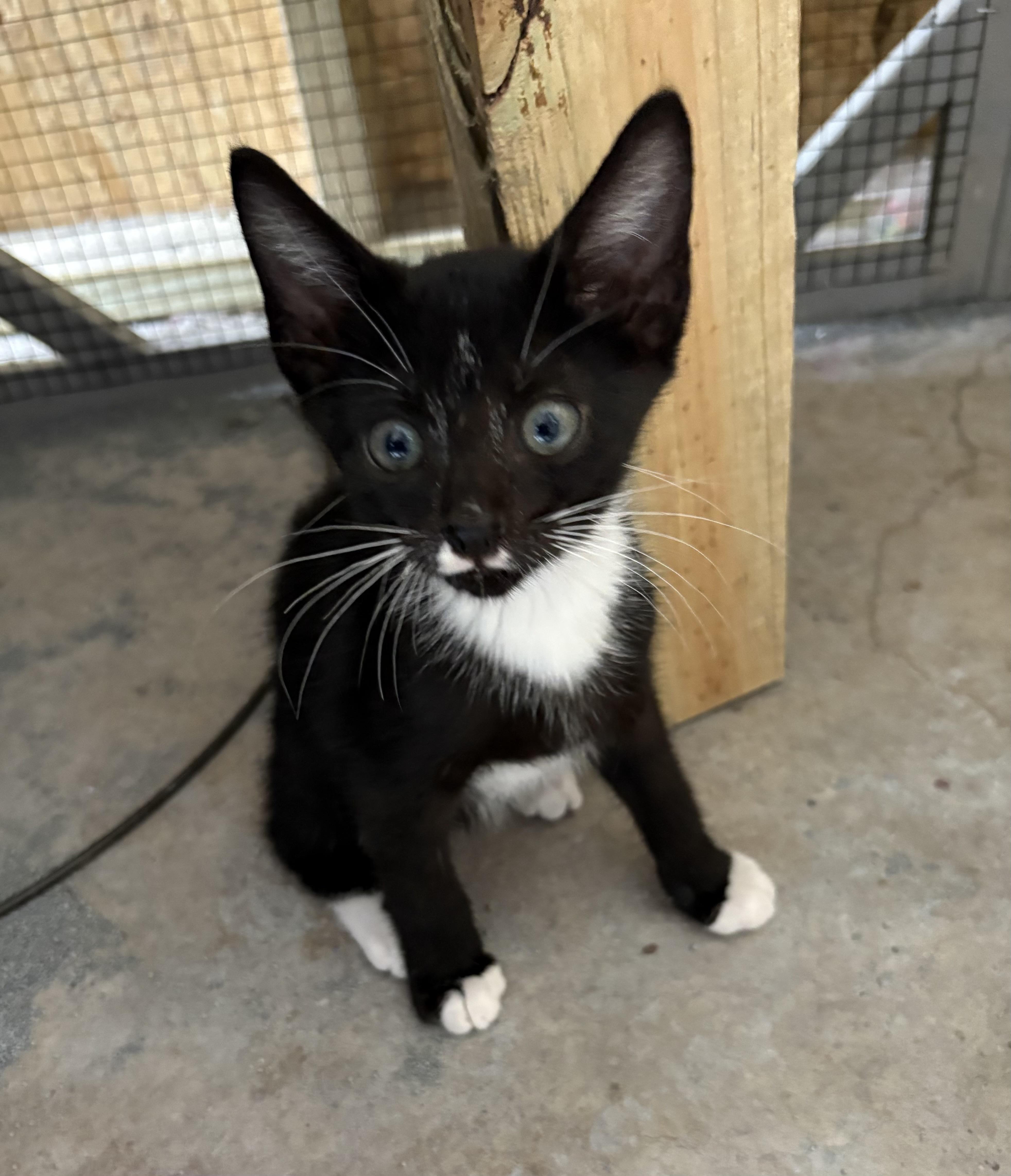 Pedro =^.^=