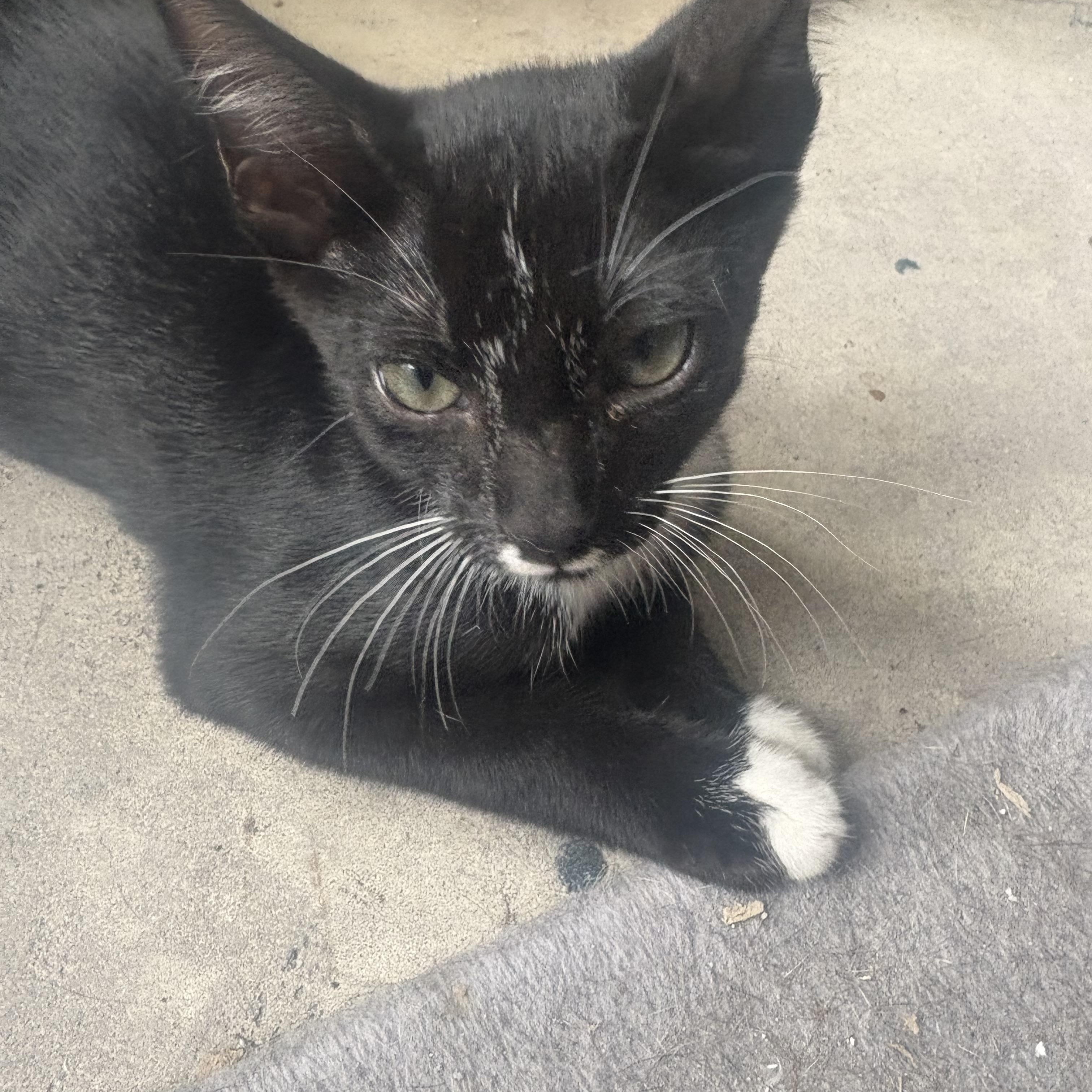 Pedro =^.^=