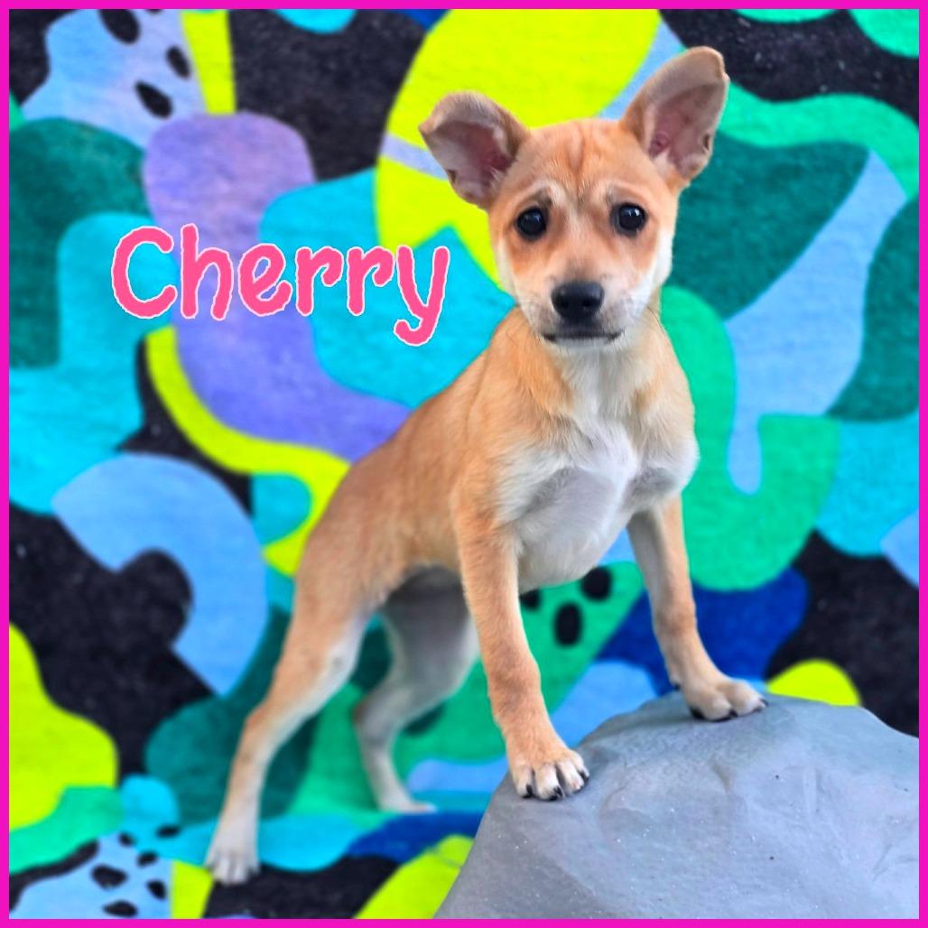 Cherry, Adoptable, Puppy Female Mixed Breed.