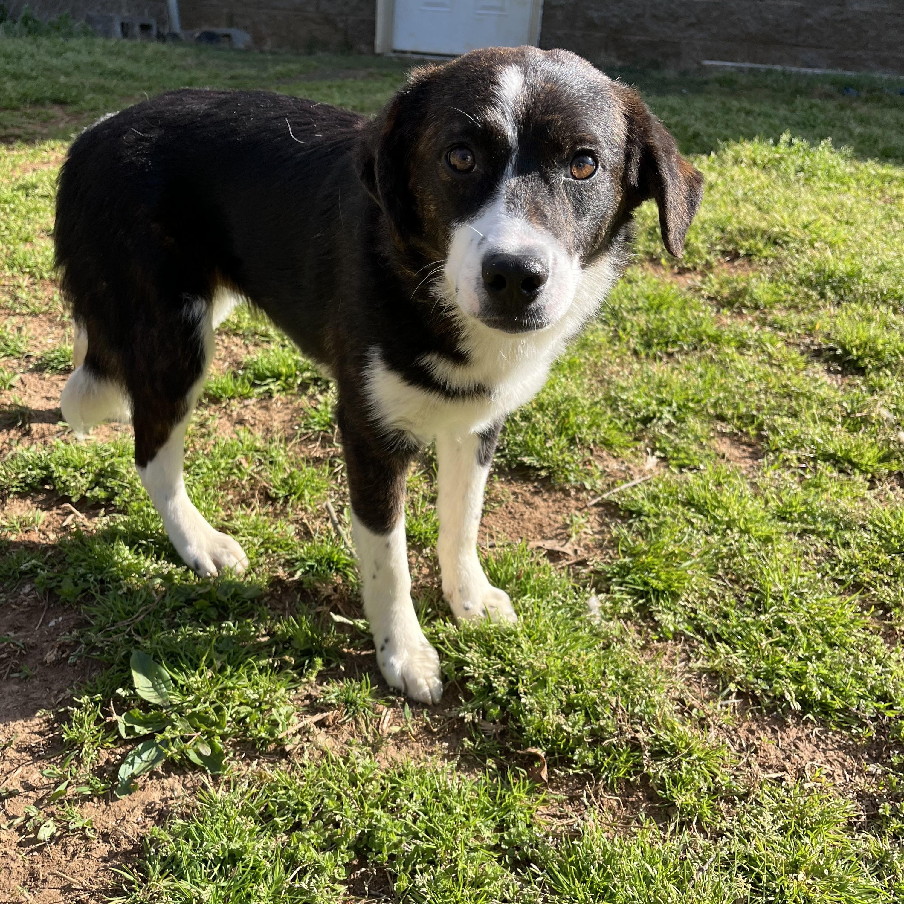 Gertie , an adopted mixed breed in Loudon, TN image 3/4
