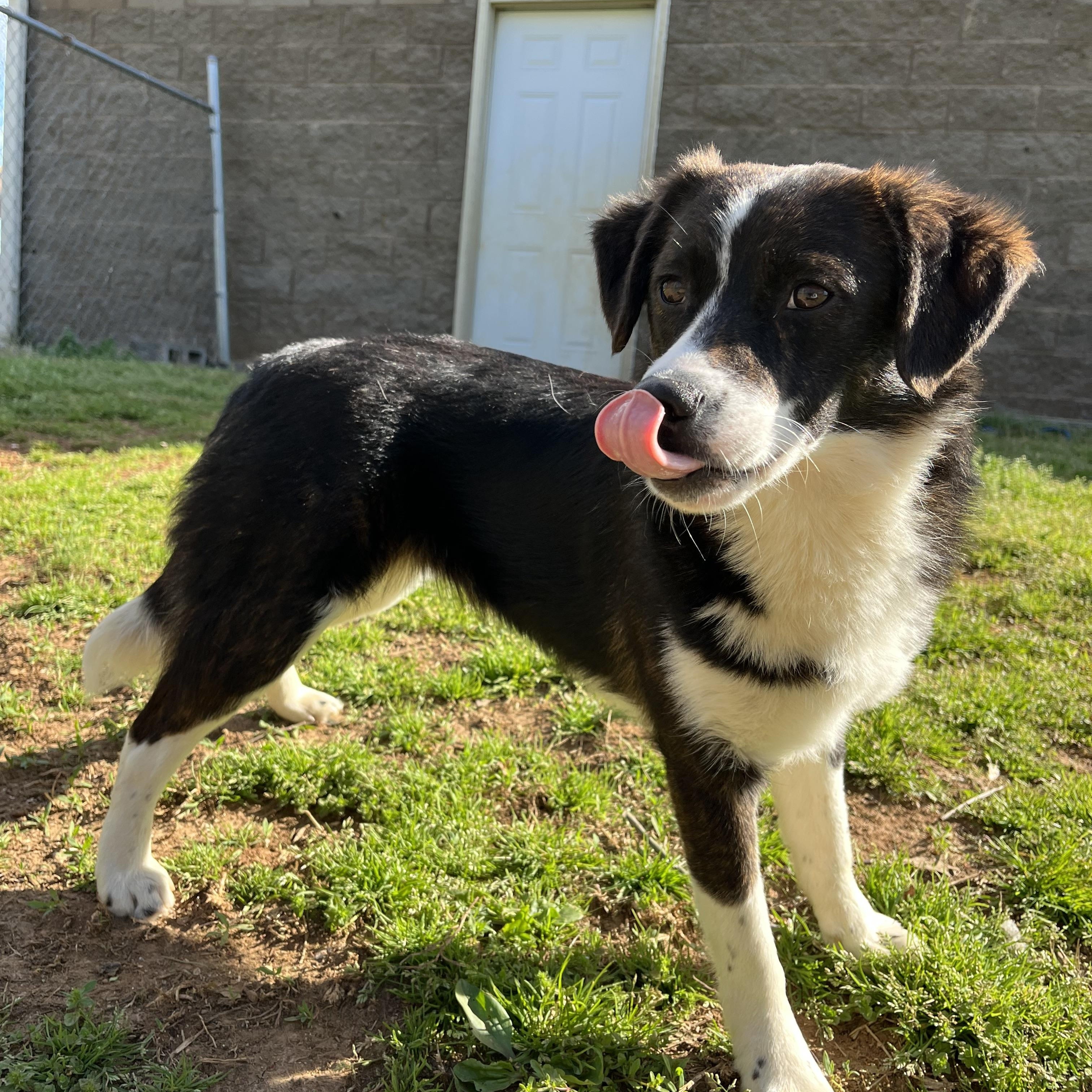 Gertie , adopted, Young Female Border Collie.