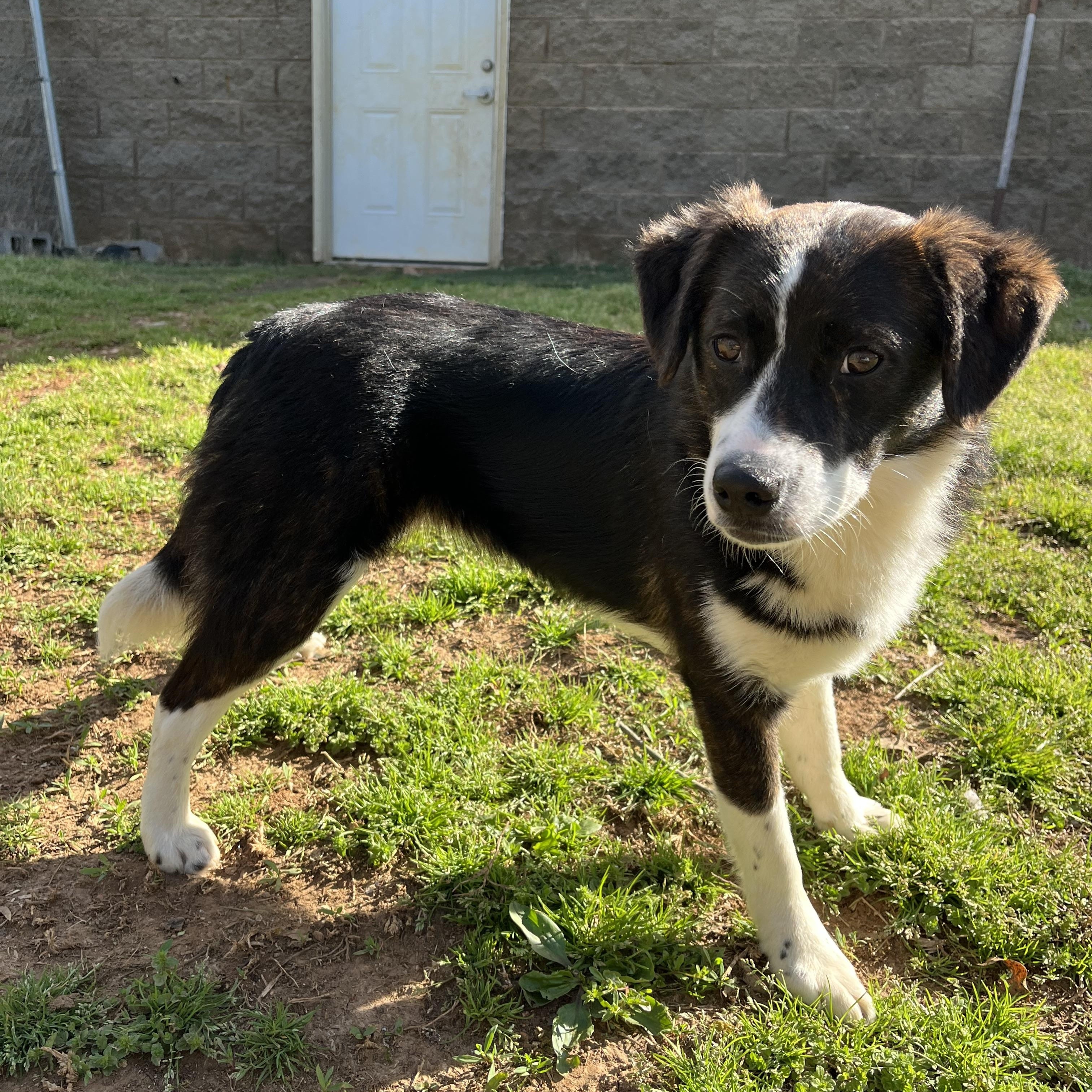 Gertie , an adopted mixed breed in Loudon, TN image 2/4