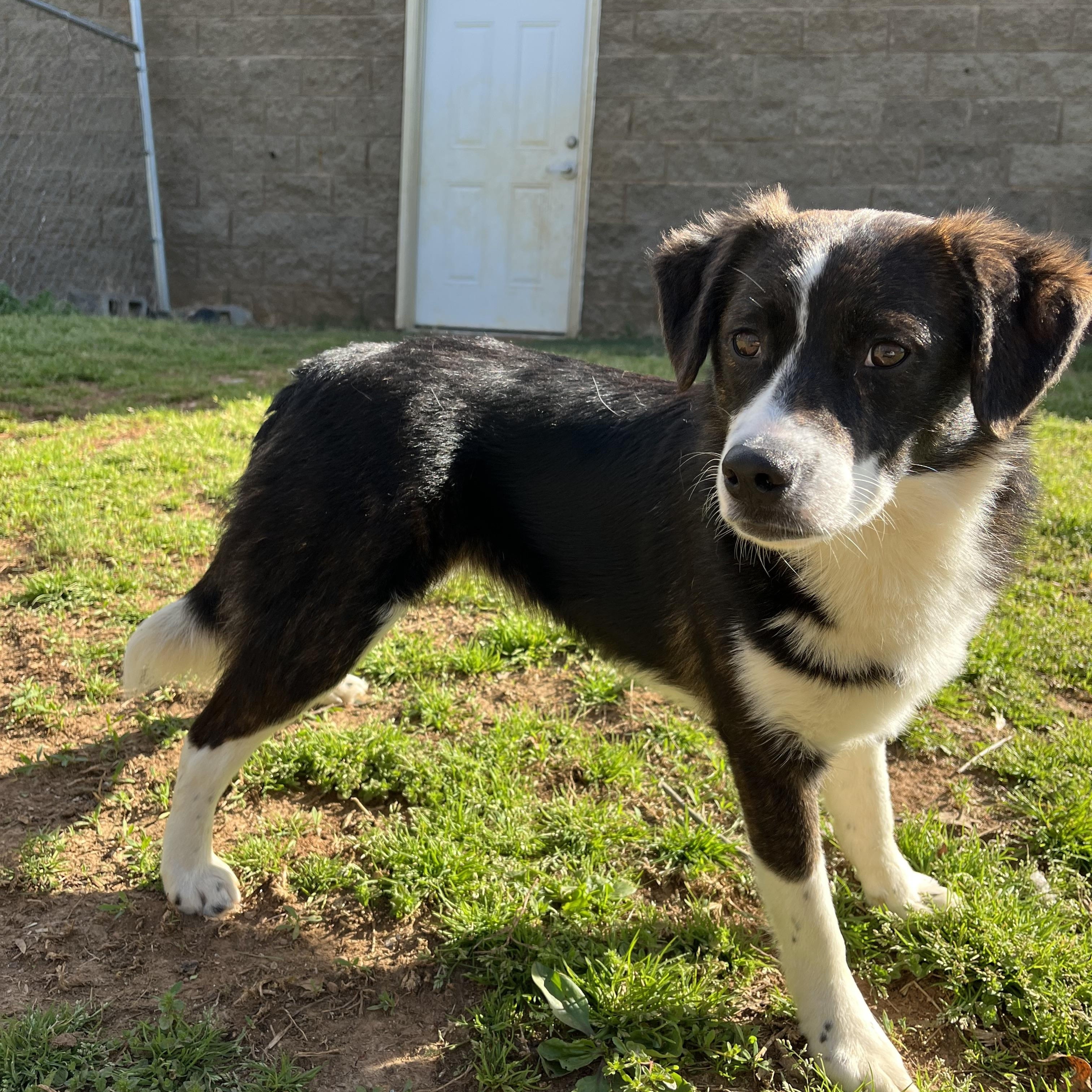 Gertie , an adopted mixed breed in Loudon, TN image 4/4