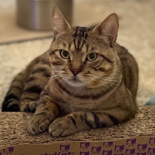 Enlarge Adonis, a Adoptable Domestic Short Hair in Jupiter, FL image 1/2