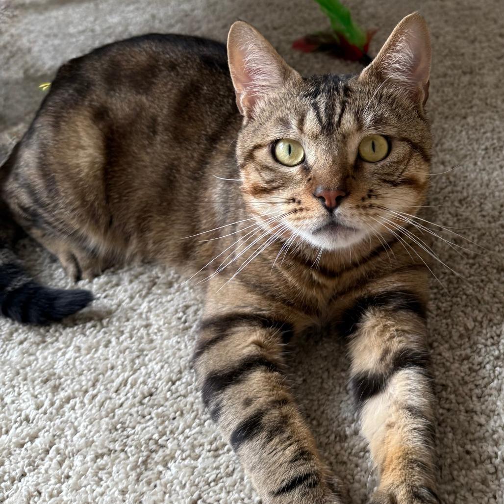 Enlarge Adonis, a Adoptable Domestic Short Hair in Jupiter, FL image 2/2