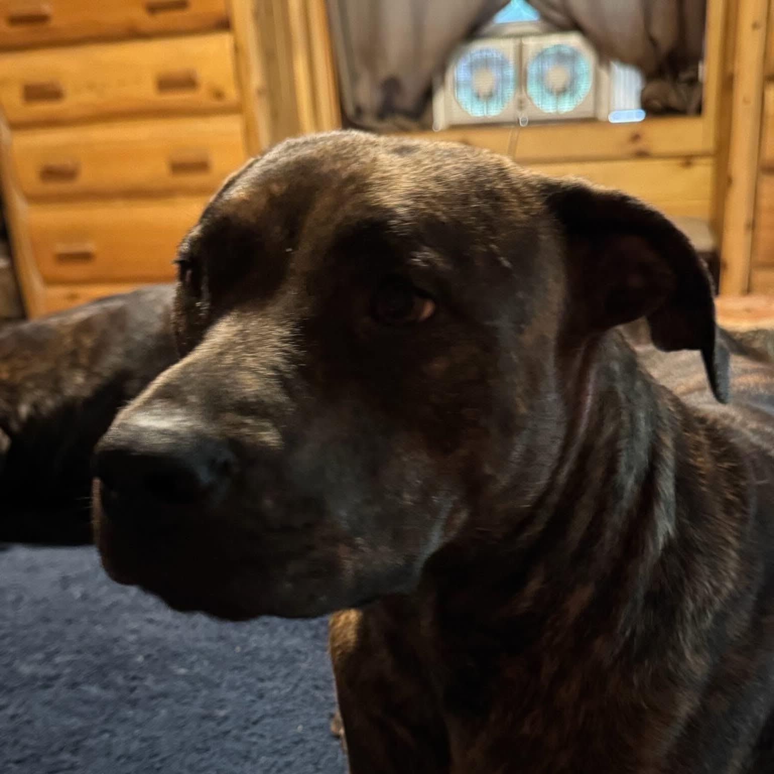 Kirby, an adoptable Rottweiler, Pit Bull Terrier in Midland, MI, 48642 | Photo Image 2