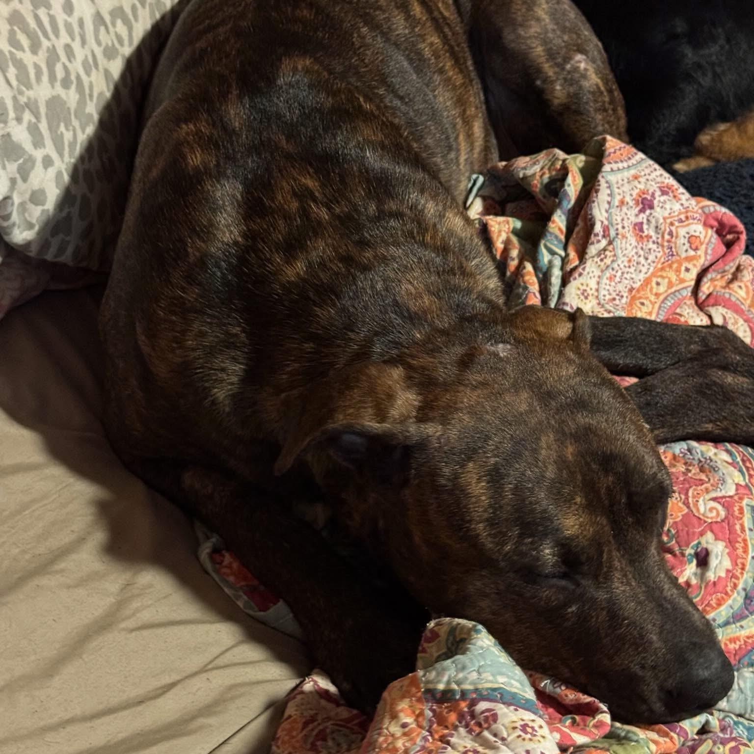 Kirby, an adoptable Rottweiler, Pit Bull Terrier in Midland, MI, 48642 | Photo Image 4