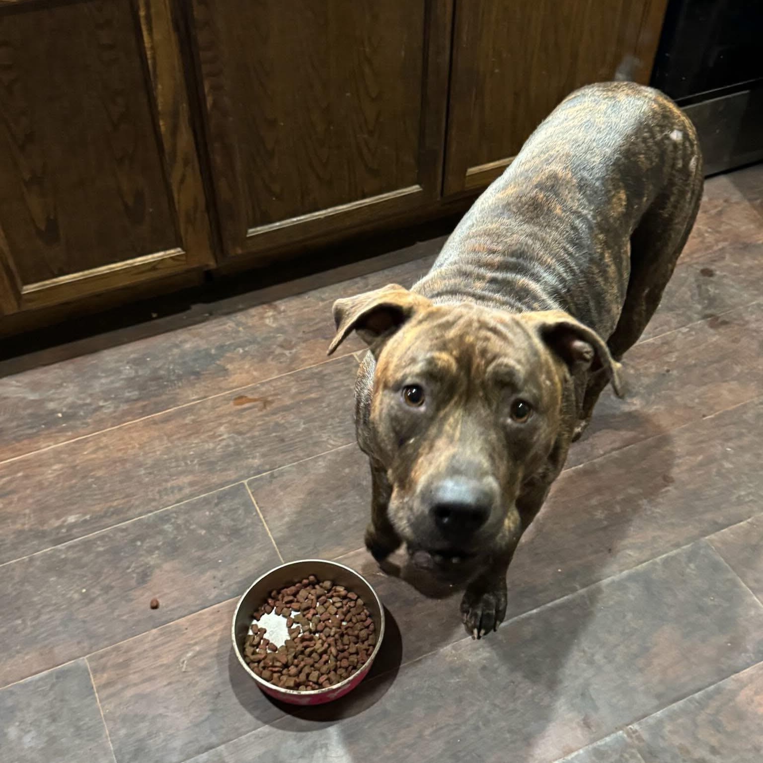 Kirby, an adoptable Rottweiler, Pit Bull Terrier in Midland, MI, 48642 | Photo Image 3